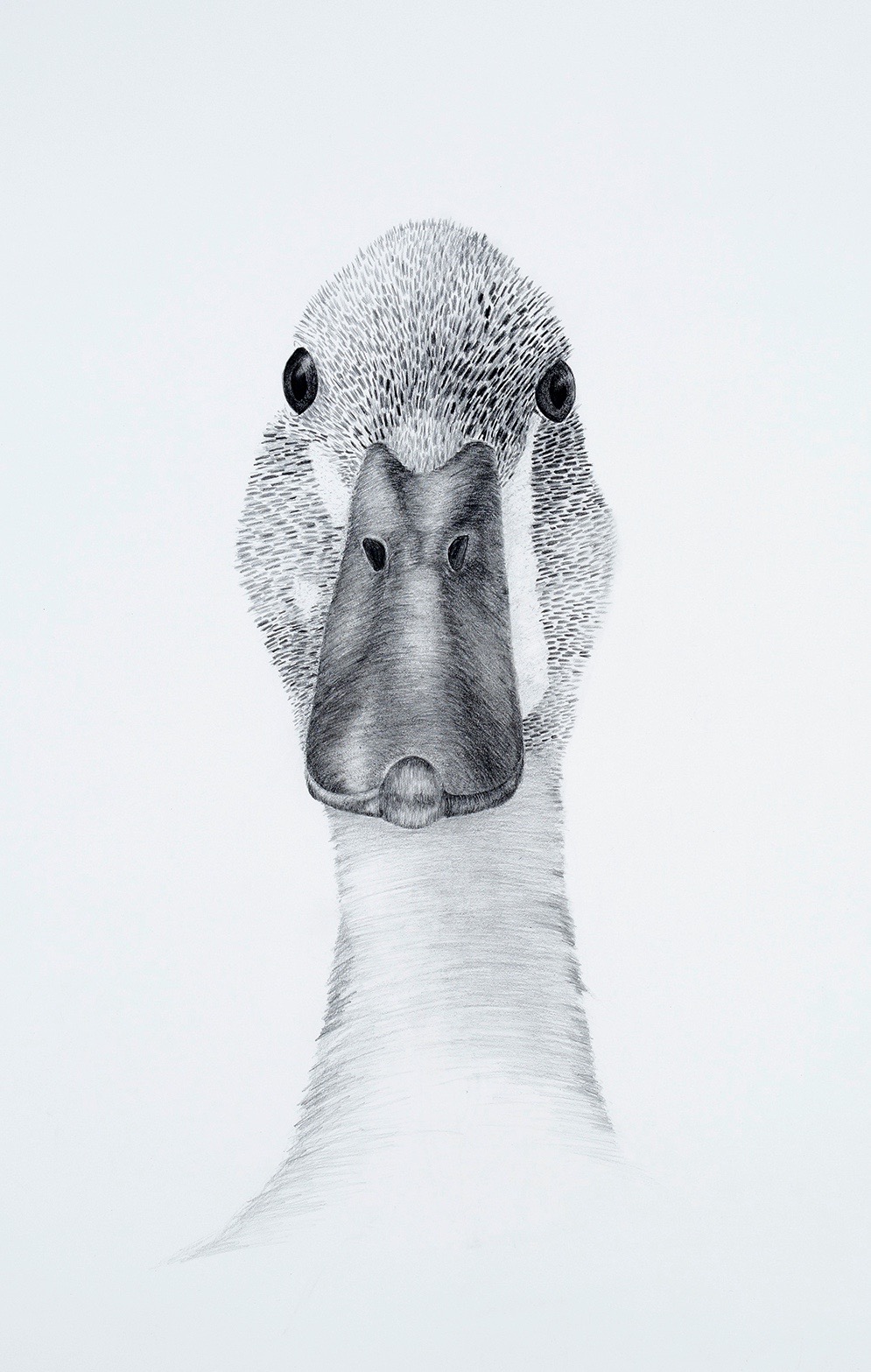   KEEPER OF MY SECRET: DUCK   Graphite, colored pencil  36" x 26.5" 