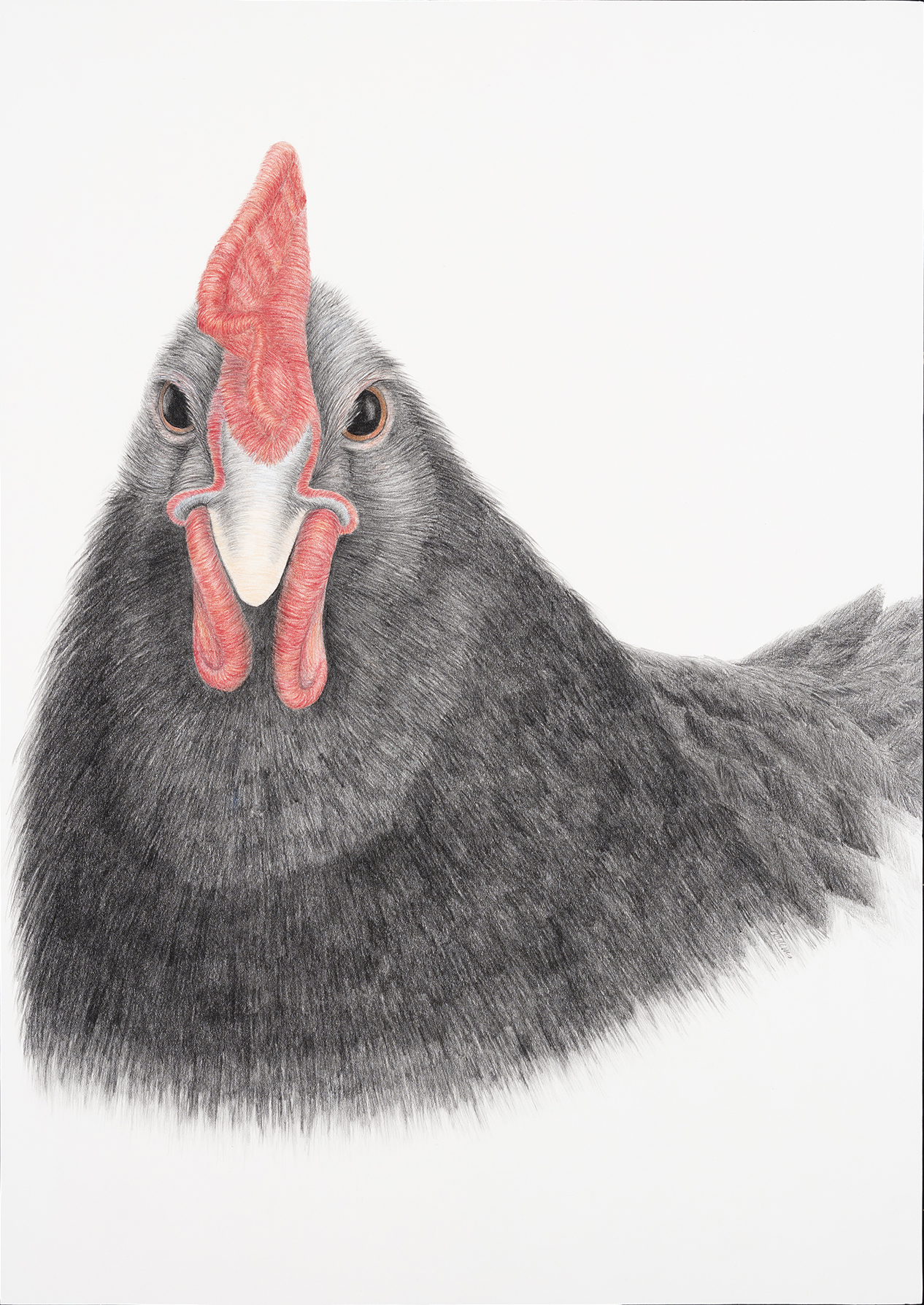   KEEPER OF MY SECRET: CHICKEN   Graphite, colored pencil  25” x 17.75” 