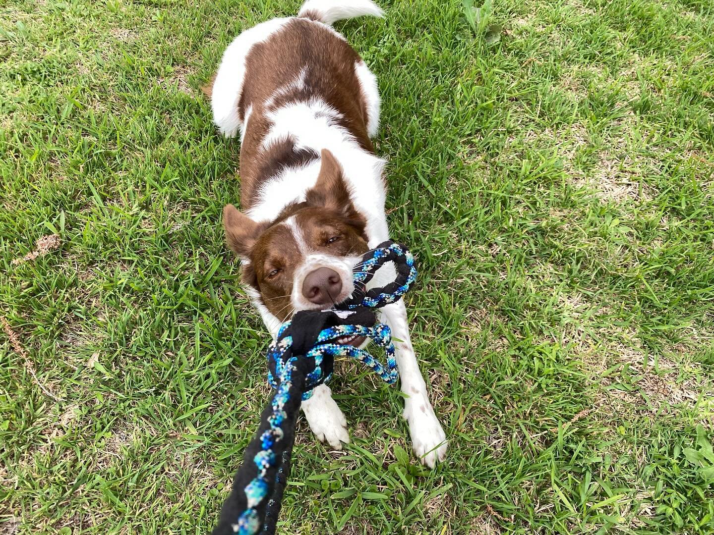 happy puppy💕 she loves tug