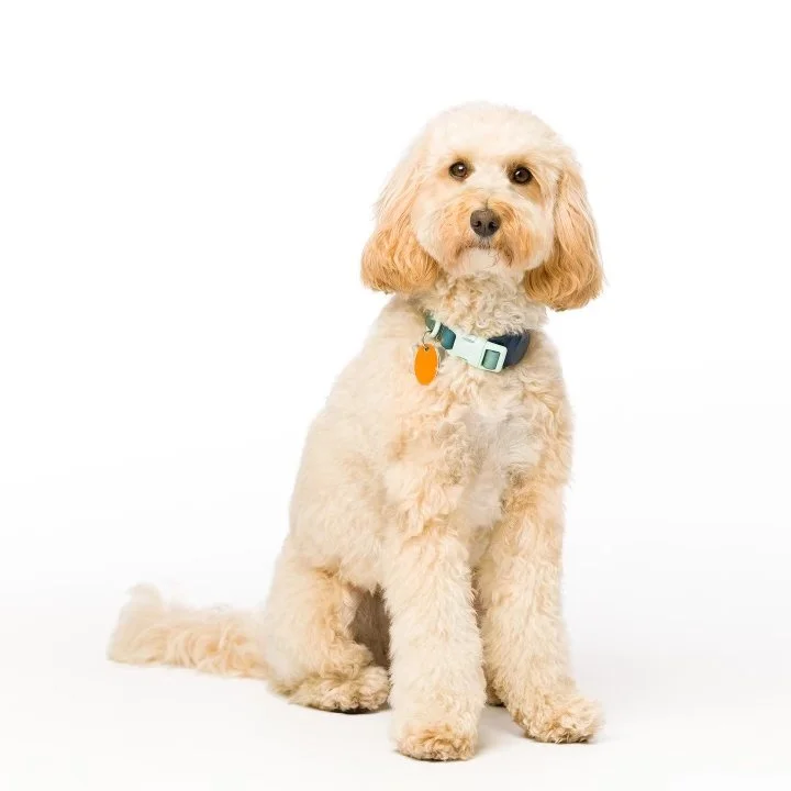 Snapper, the Australian Labradoodle dental therapy dog at our San Marco office in Jacksonville