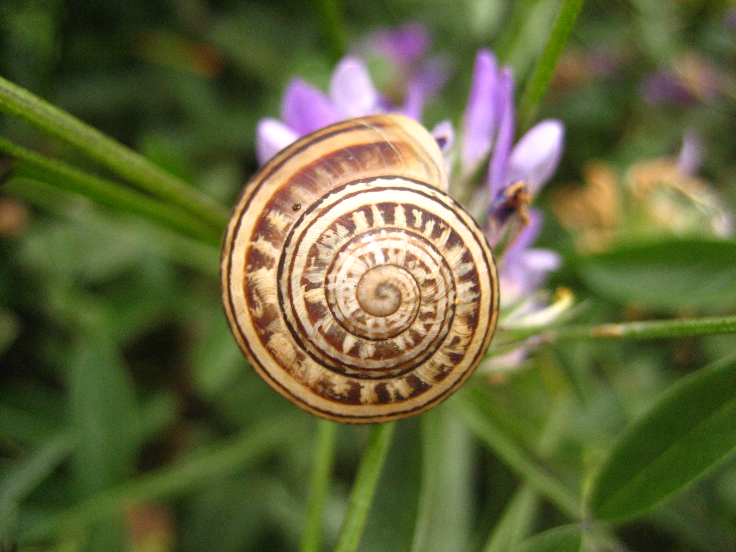 51147554_malta_snail.png
