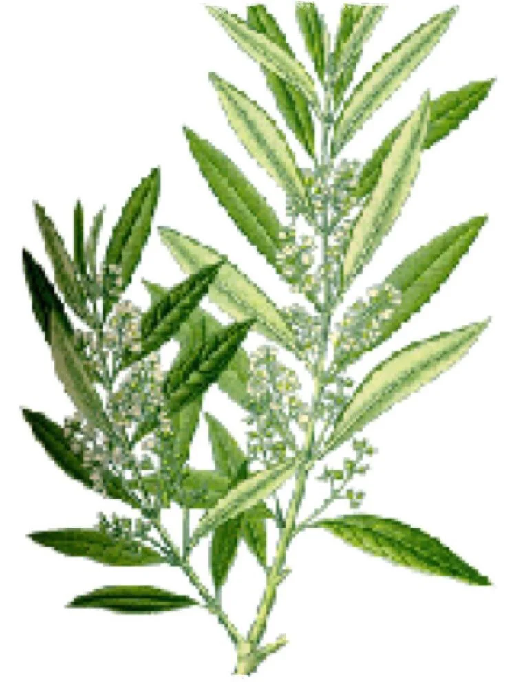 Olive leaves with flowers.