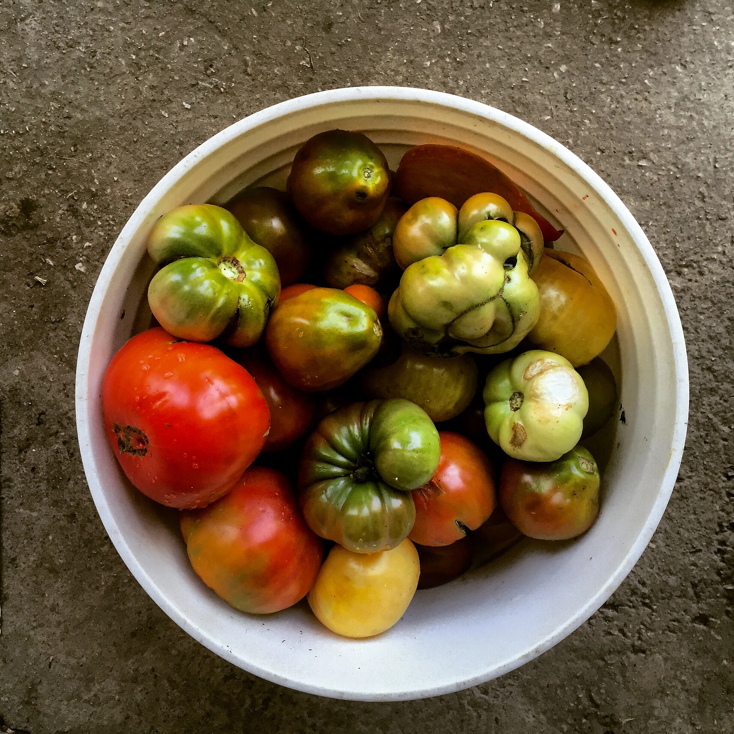 August is heirloom tomato season at Ryder Farm