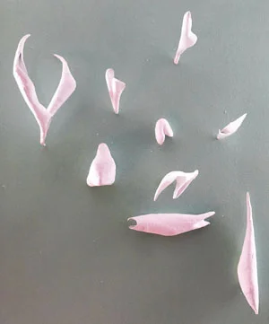 Rebecca Aidlin These are Pearls