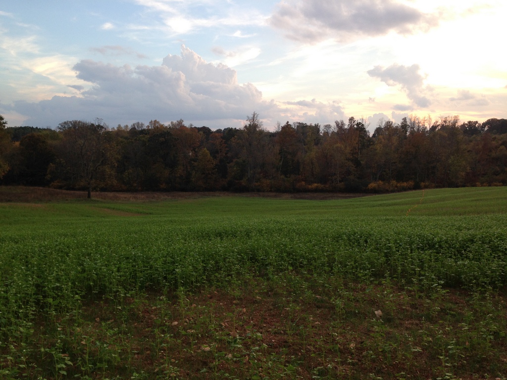 Buckwheat, oats, and cowpeas mellow out the soil.