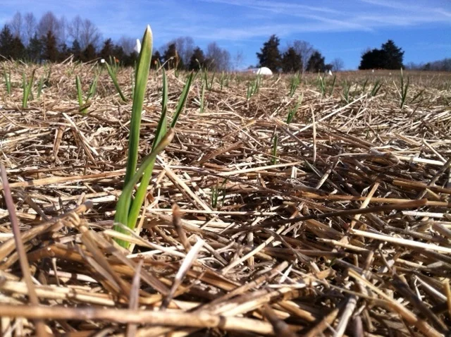 Dry fall, wet winter. But the garlic's up!