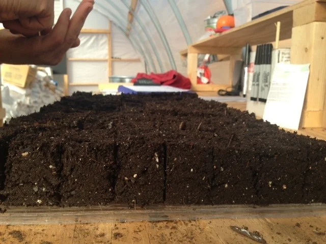 Seeding alliums into soil blocks -- scallions, fresh onions, storage onions, shallots, and leeks. It felt like a lot, so I did a quick spreadsheet check. Yes: 30+% of the year's greenhouse seeds just went in. These are multi-plant blocks, though -- 4-10 seeds per cell, depending -- so at 30 trays, it would equate to roughly 200 trays of squash. Ha.