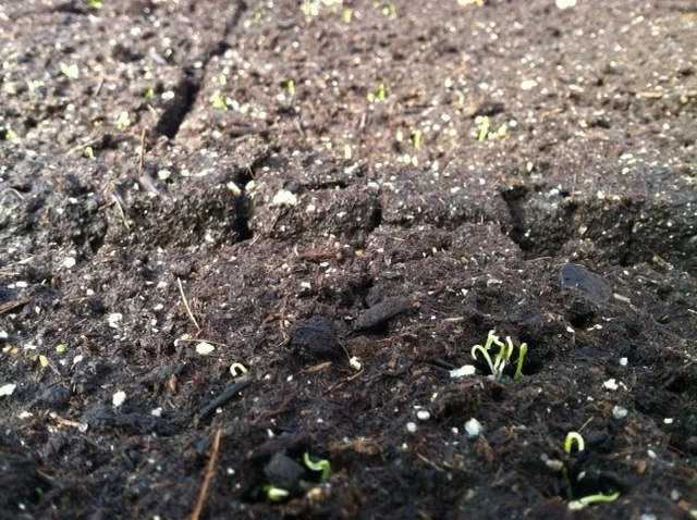 The scallions popped first.