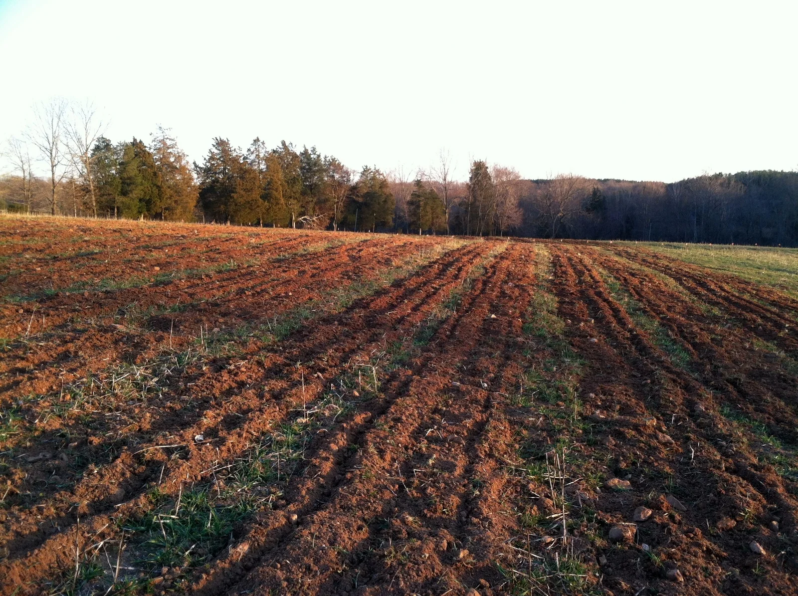 Fall garlic planting aside, these are Atelier's first beds. Spinach, carrots, peas, and fava beans go in next week, temperature dependent.