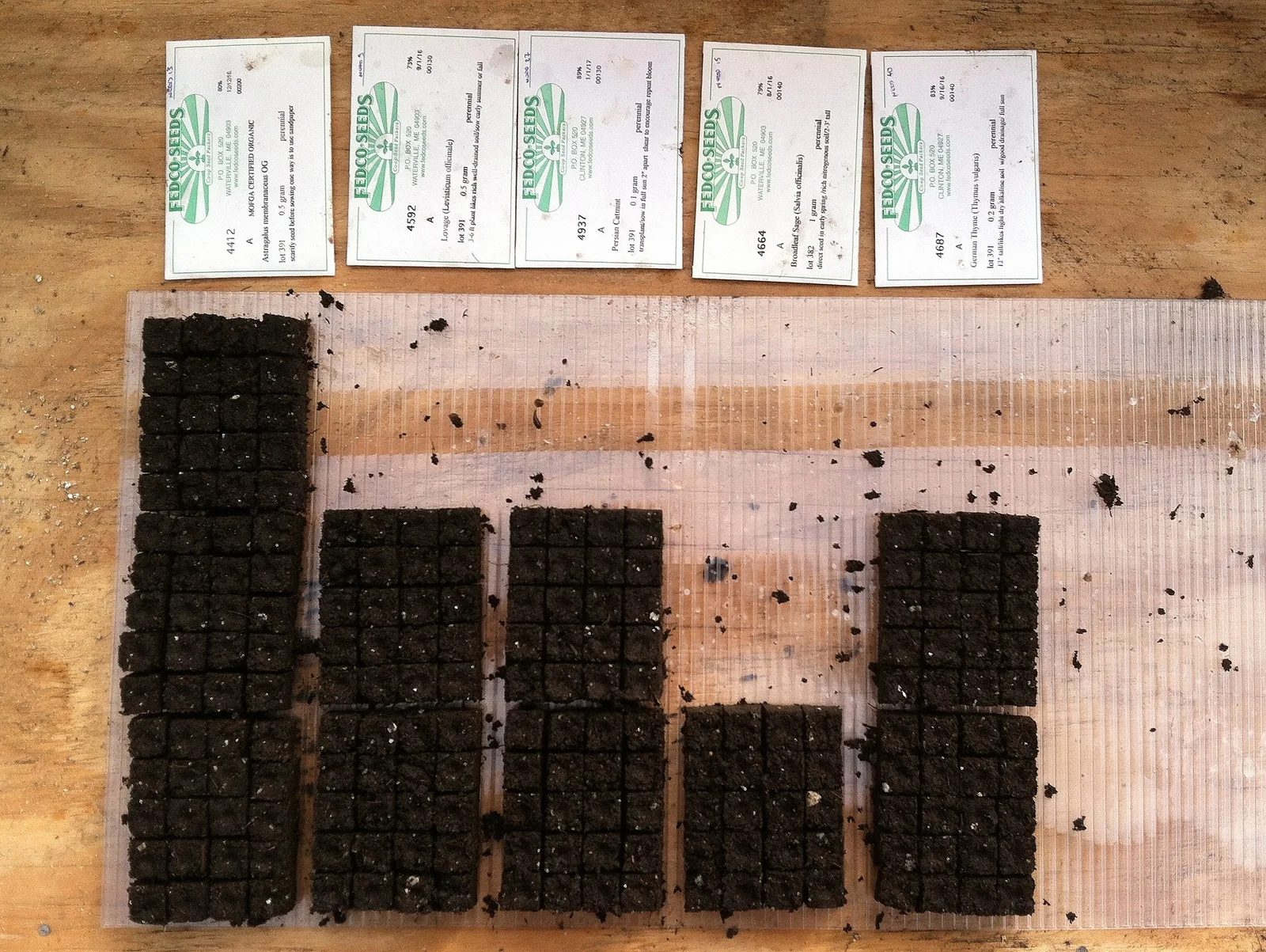 Super cute mini soil blocks out for a reseeding of some of the (expectedly finicky) perennial herbs and flowers.