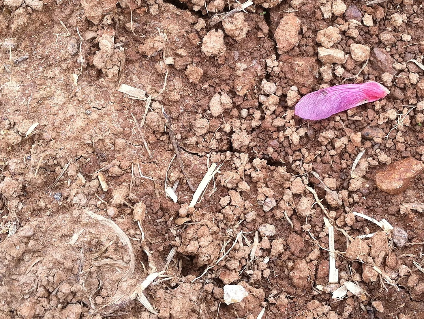 A gift of early spring, purple-pink samaras all over the farm.