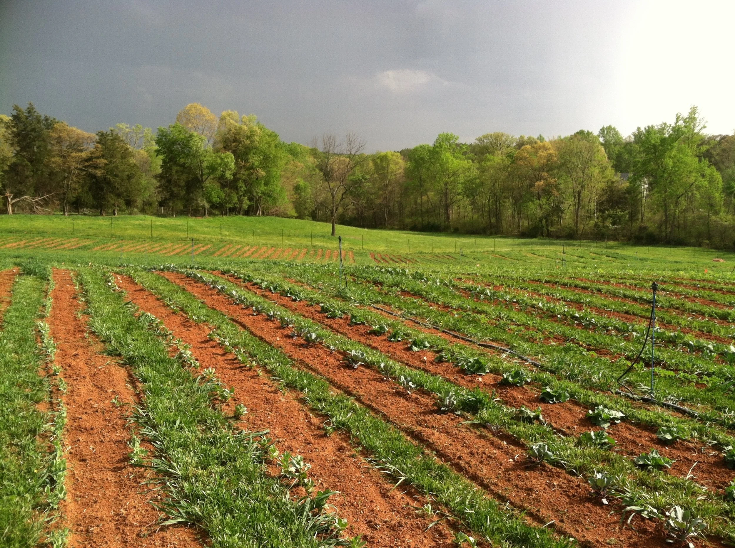 The "zone two row" rotation without the prior year's cover crop to make it zone-till. Peas, cabbage, kale, beans, corn, and tomatoes.