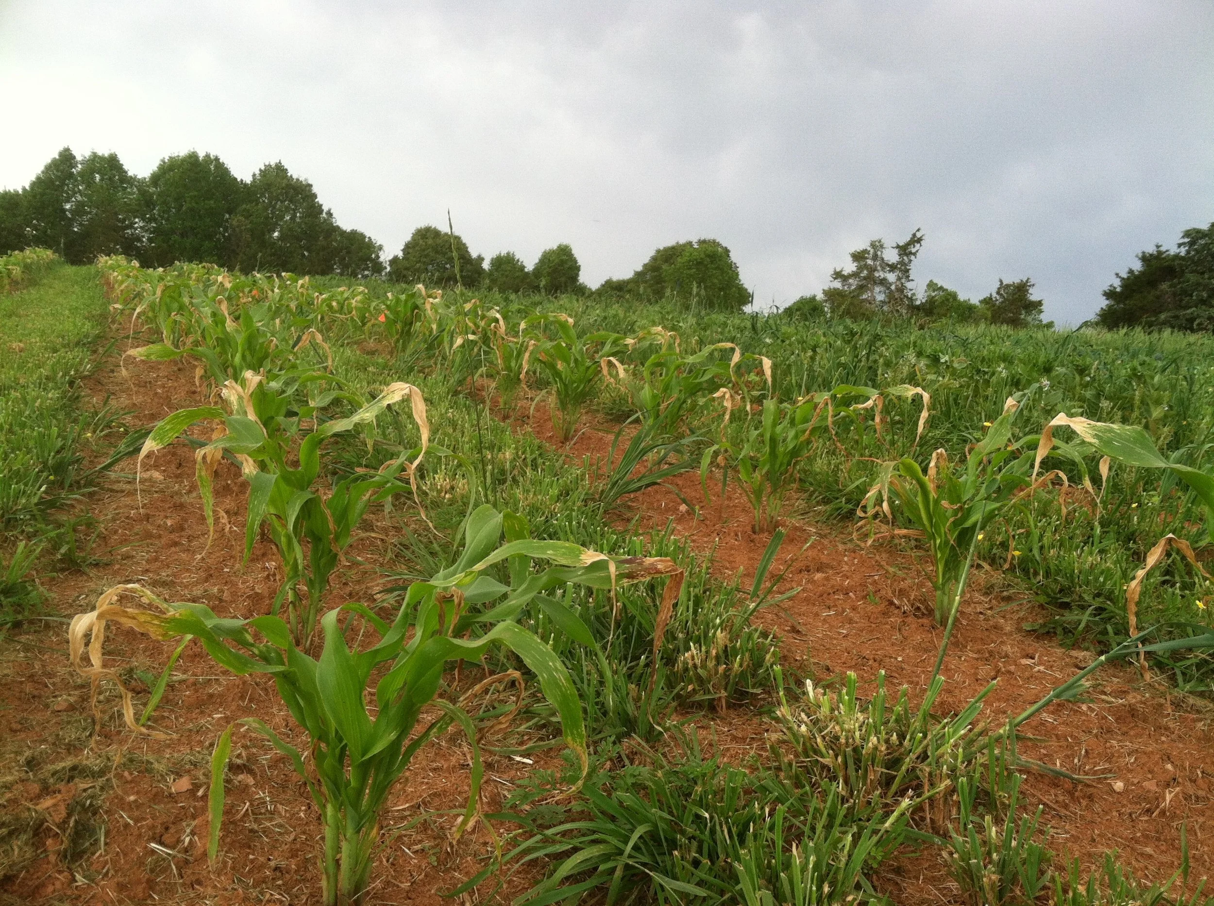 The sweet corn pushes past its frost-burnt leaves.