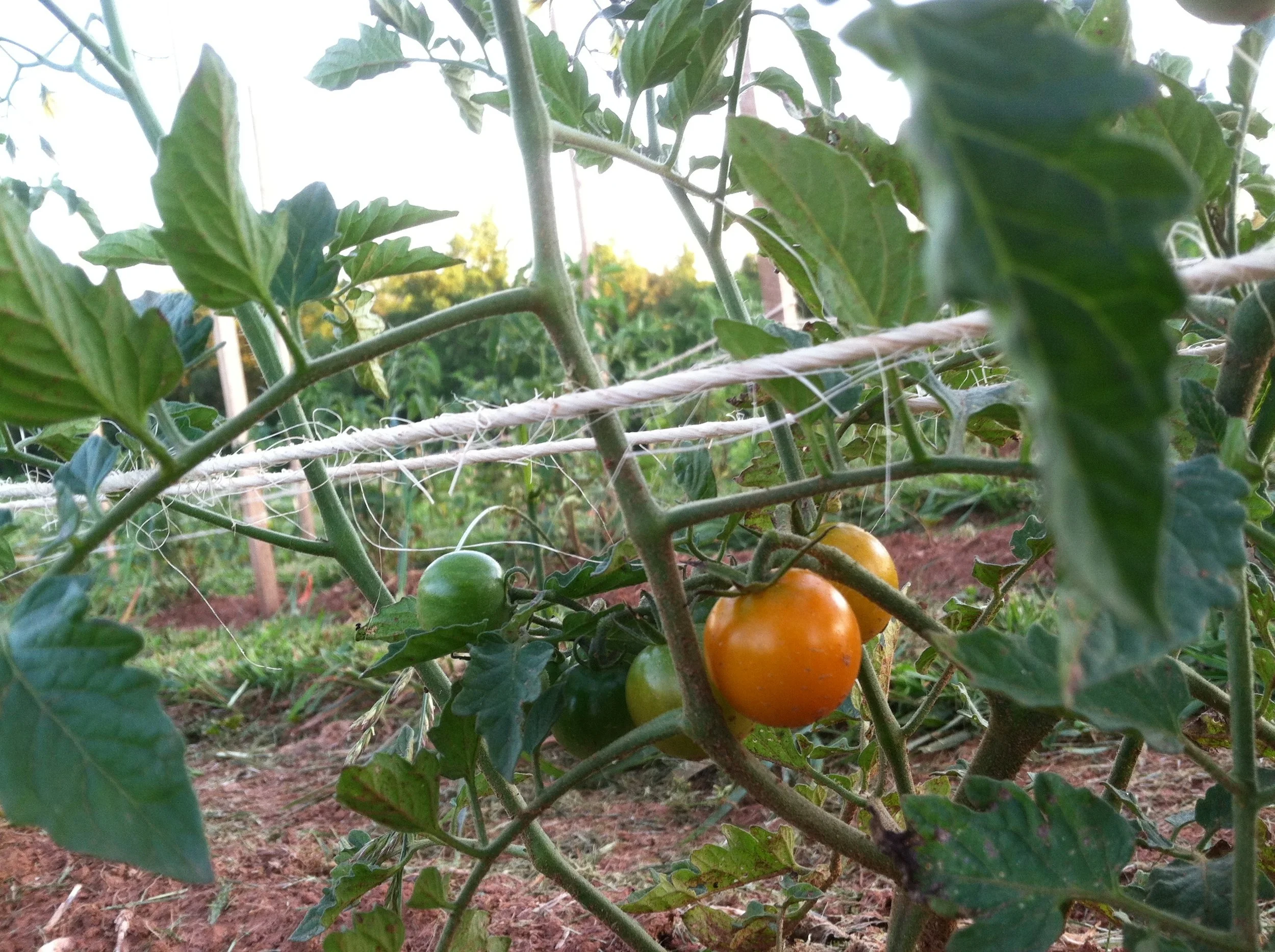The 35 other tomato varieties aren't quite ready, but these cherries are starting to come on.