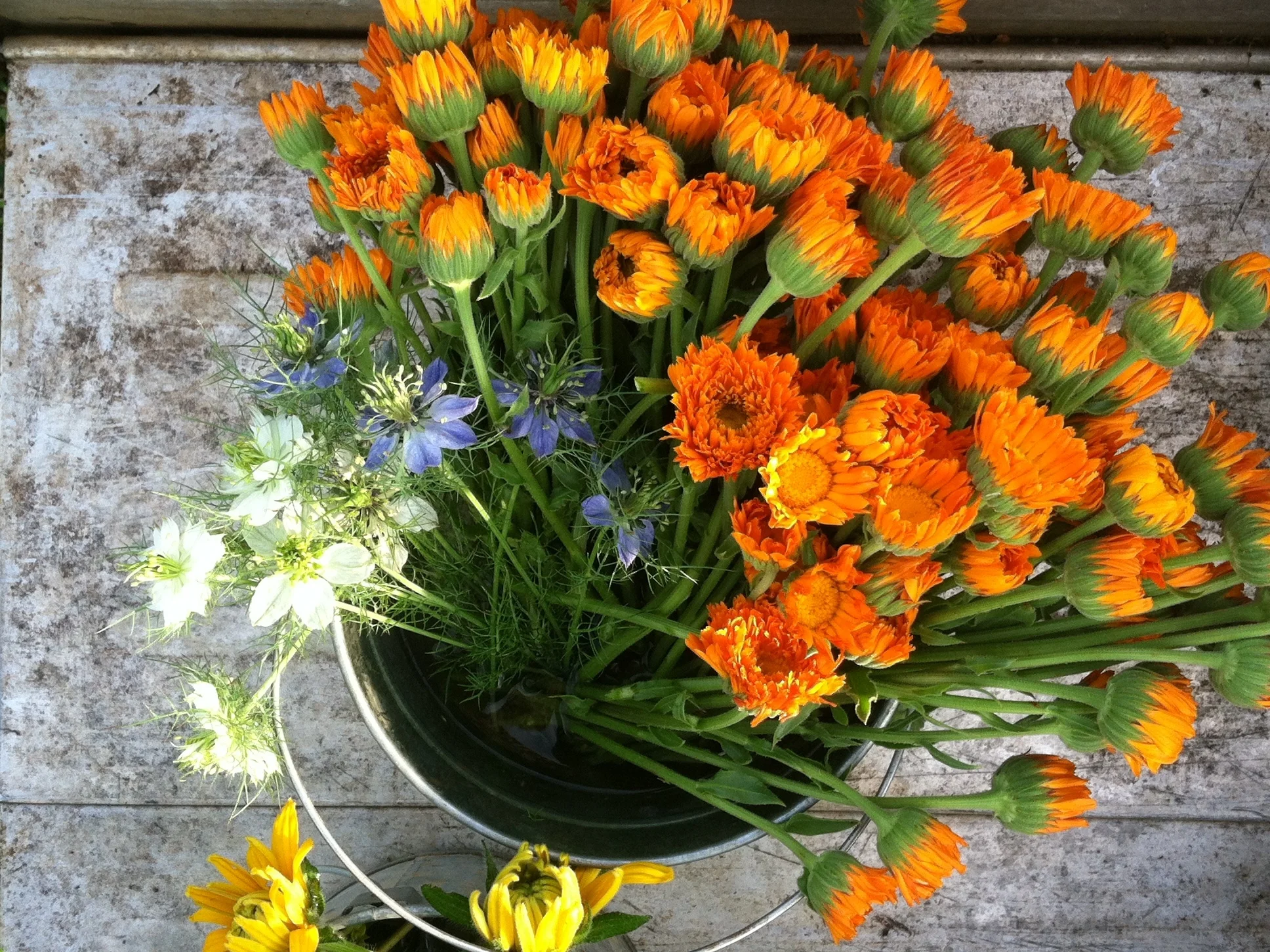 Calendula and Nigella in the cart, mid-harvest.