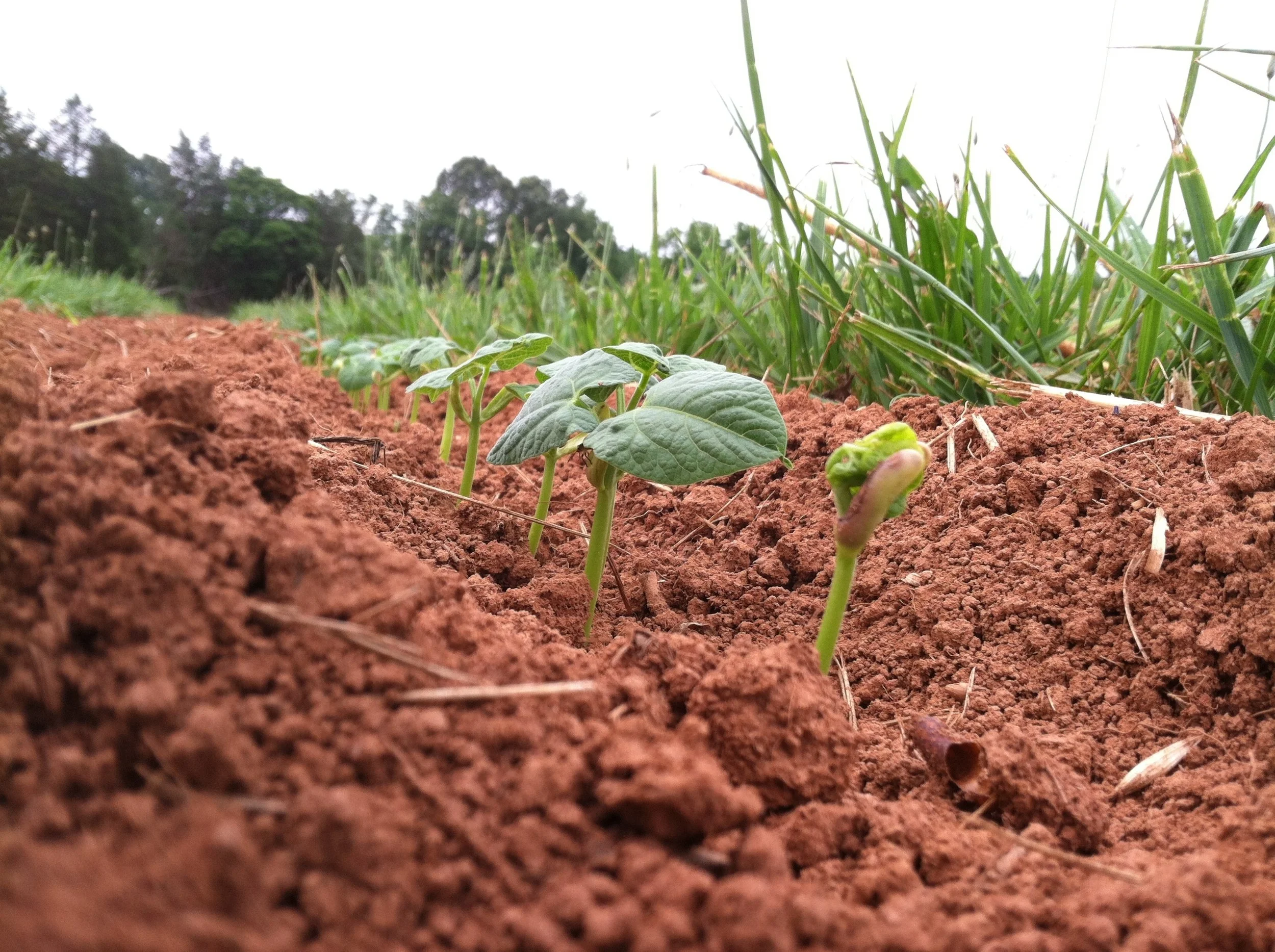 Snap bean seeds pop up. Note the bean transformed.