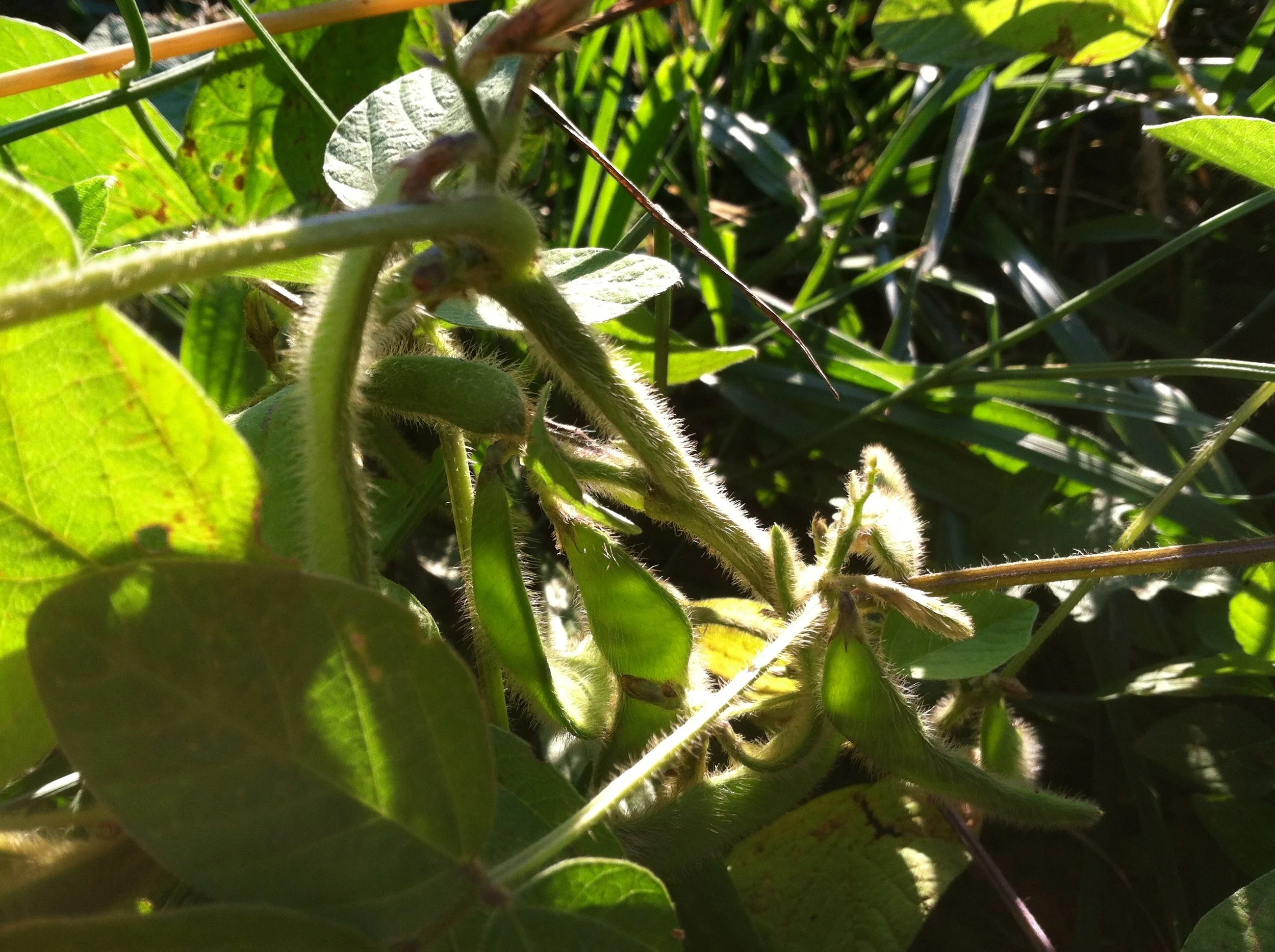 Edamame thinks about thinking about forming beans.
