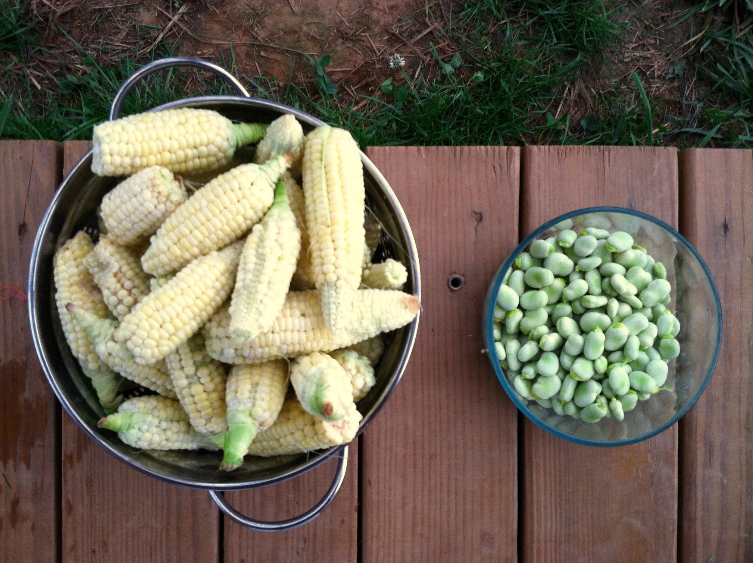 Mini-sweet corn that I harvested on the first day of summer, but technically could have grabbed in spring. And fava / broad beans popped down. Next time I will try blending the fava with garlic into a spread. About one-fifth of the corn had corn earworm, which I will approach next year with some mailed-in beneficial insects.