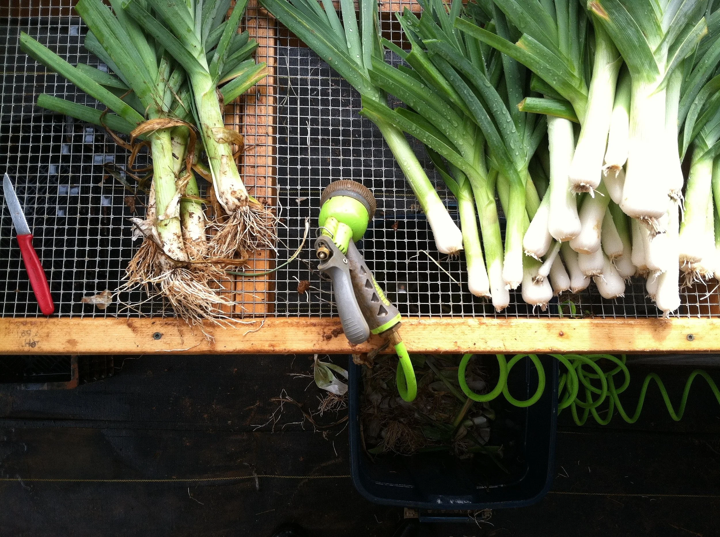 Summer leeks come in for their bath.