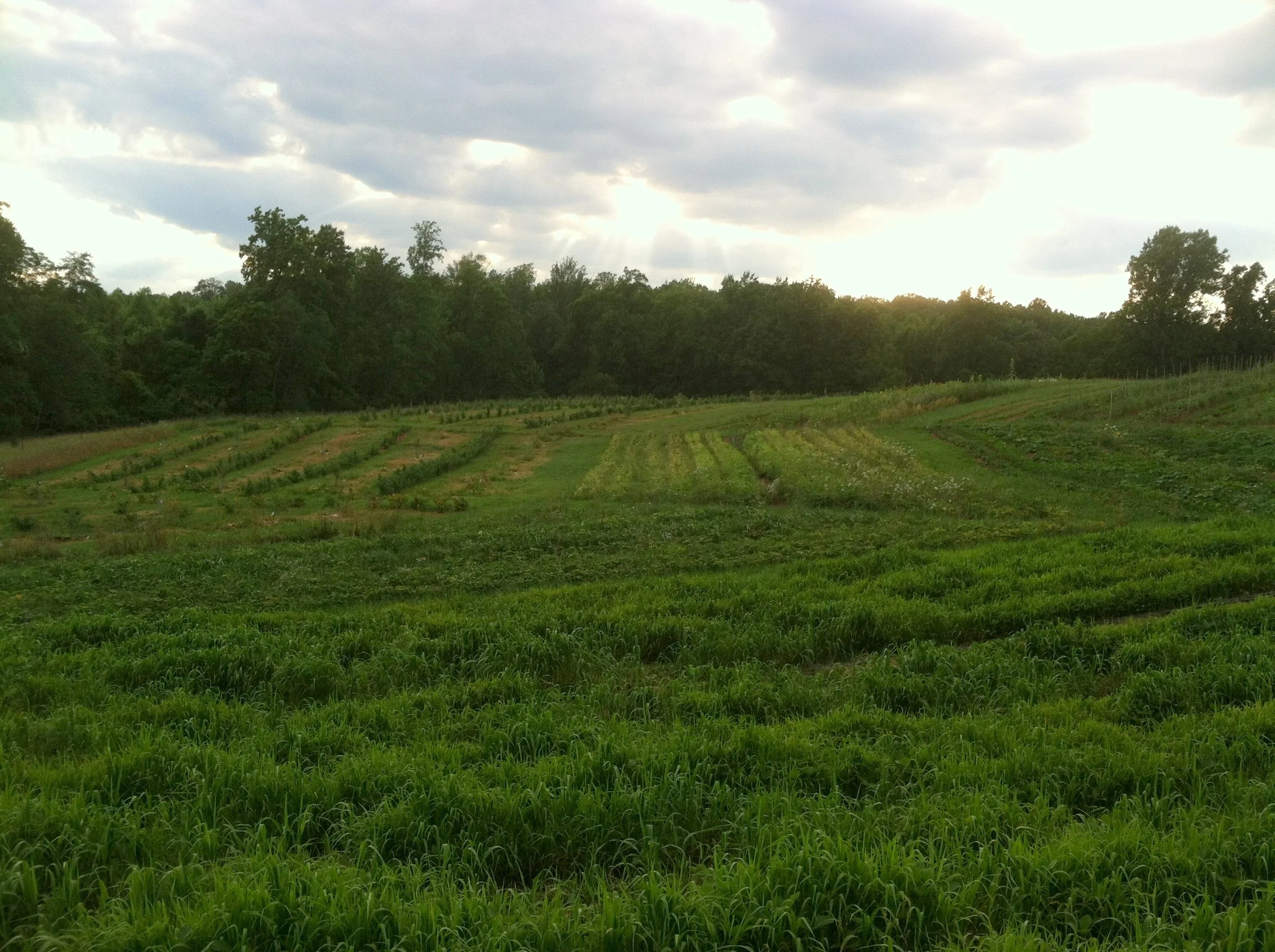 Left background to right foreground: The raspberries are in year 0, but feel free to harvest what is there; the dry beans start to dry down; the soybean & millet cover crop in field 5 / rotation E comes in.