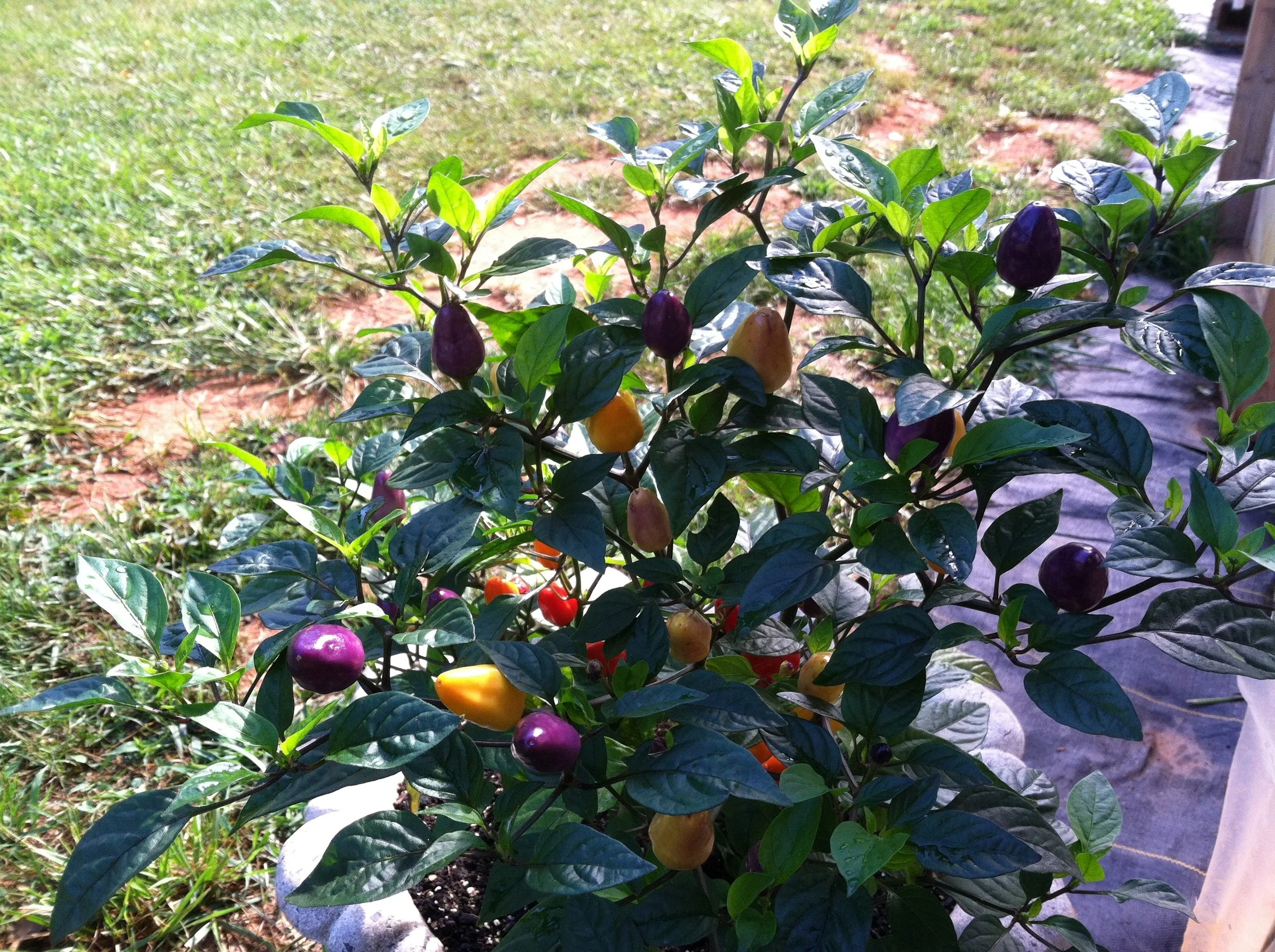 'Chinese Five Color' hot pepper. More hot peppers from the field this week.