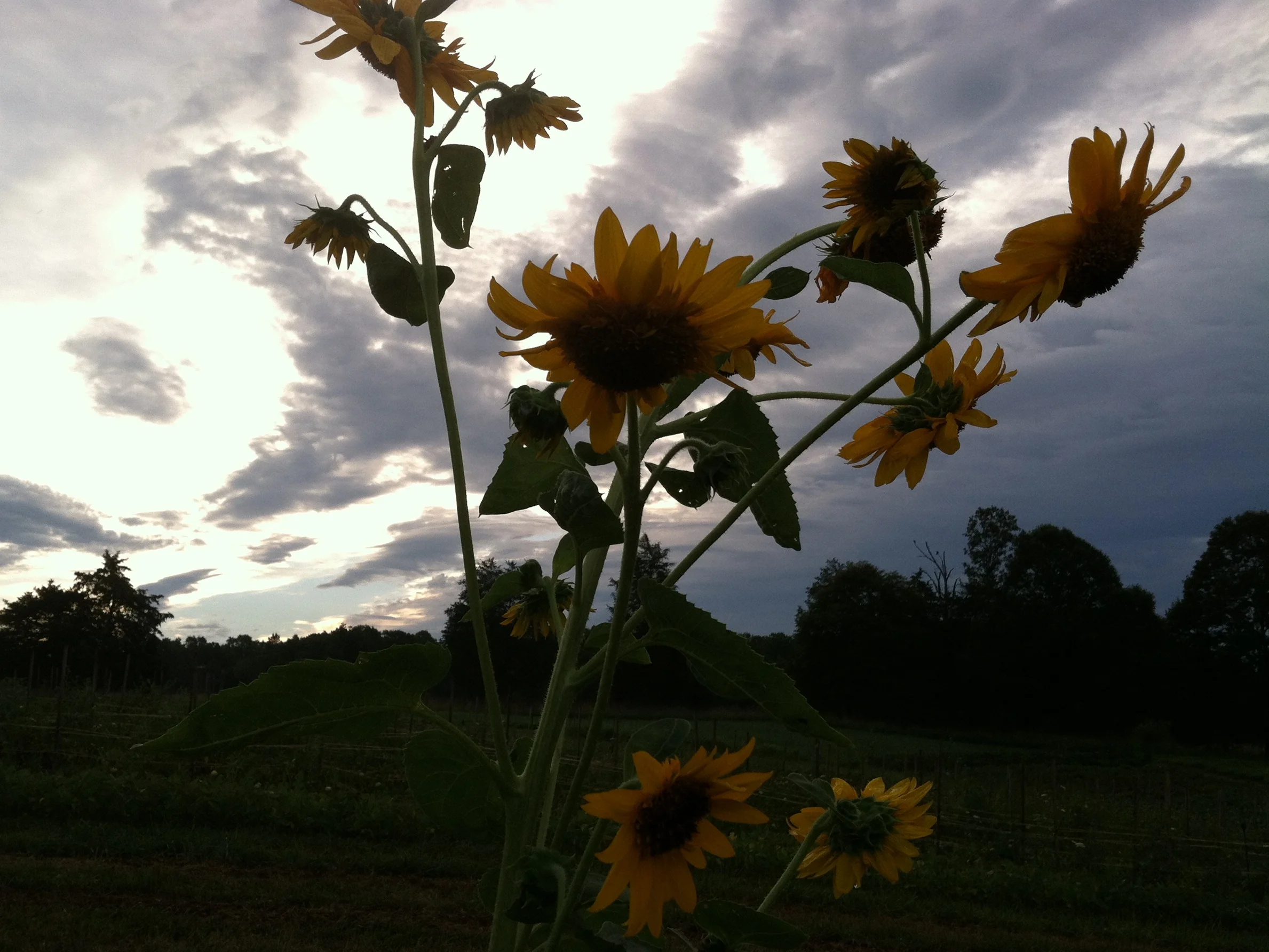 Weird sunflower in a not-so-sunny sunrise. Good morning. :)