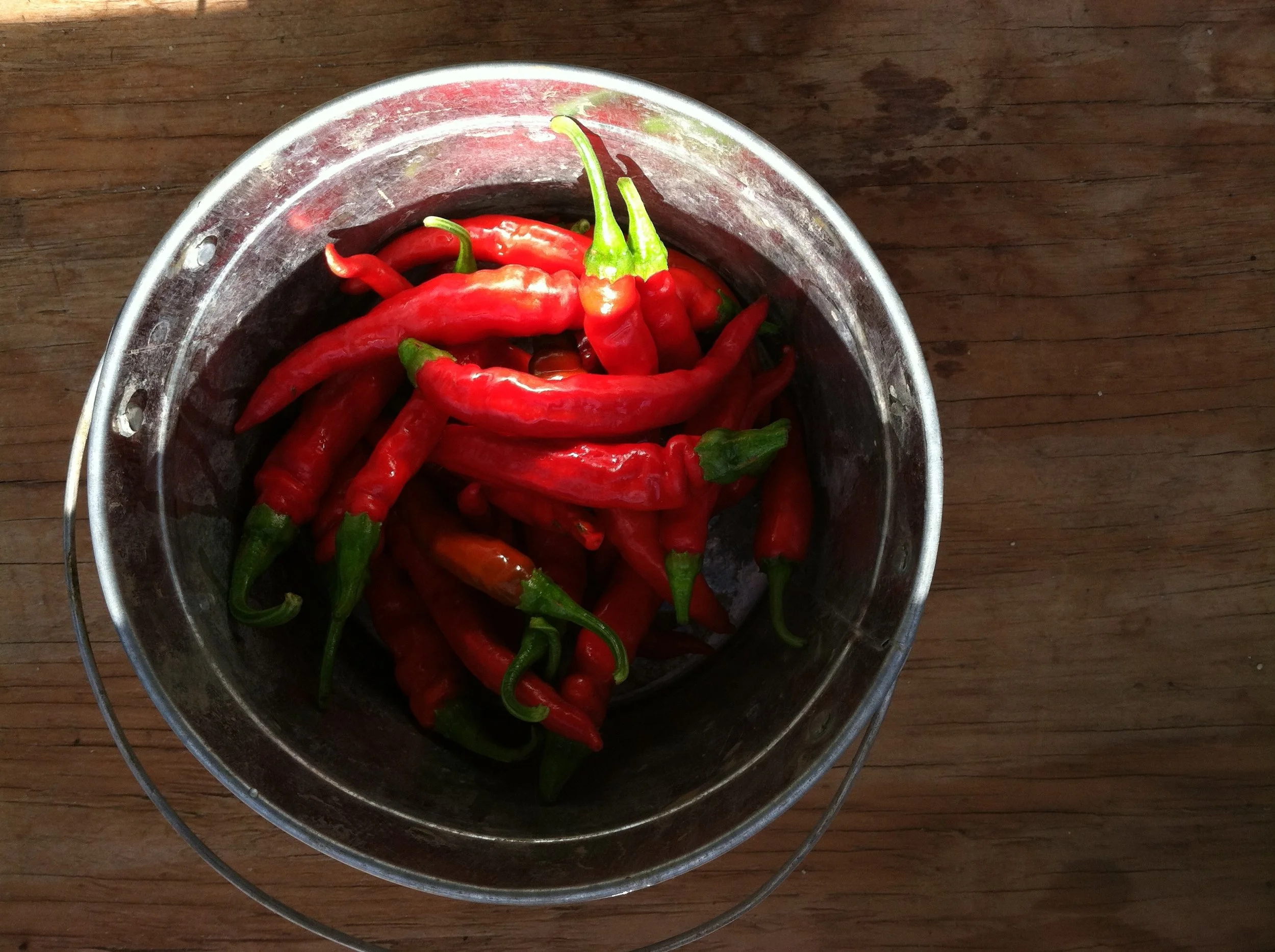 The hot peppers are coming. These are 'Red Rocket,' which are great for drying, and so will also be in the share this winter. The 'Thai Long' are just coming on with the 'Chinese Five Color' (that you see as the potted ornamental just outside the farmstand), followed by a red ('Hot Paper Lantern') and orange ('Helios') Habanero type, then a 'Lemon Drop' yellow, and some 'Thai Short.' I know not everyone likes hot peppers. But I do! :)