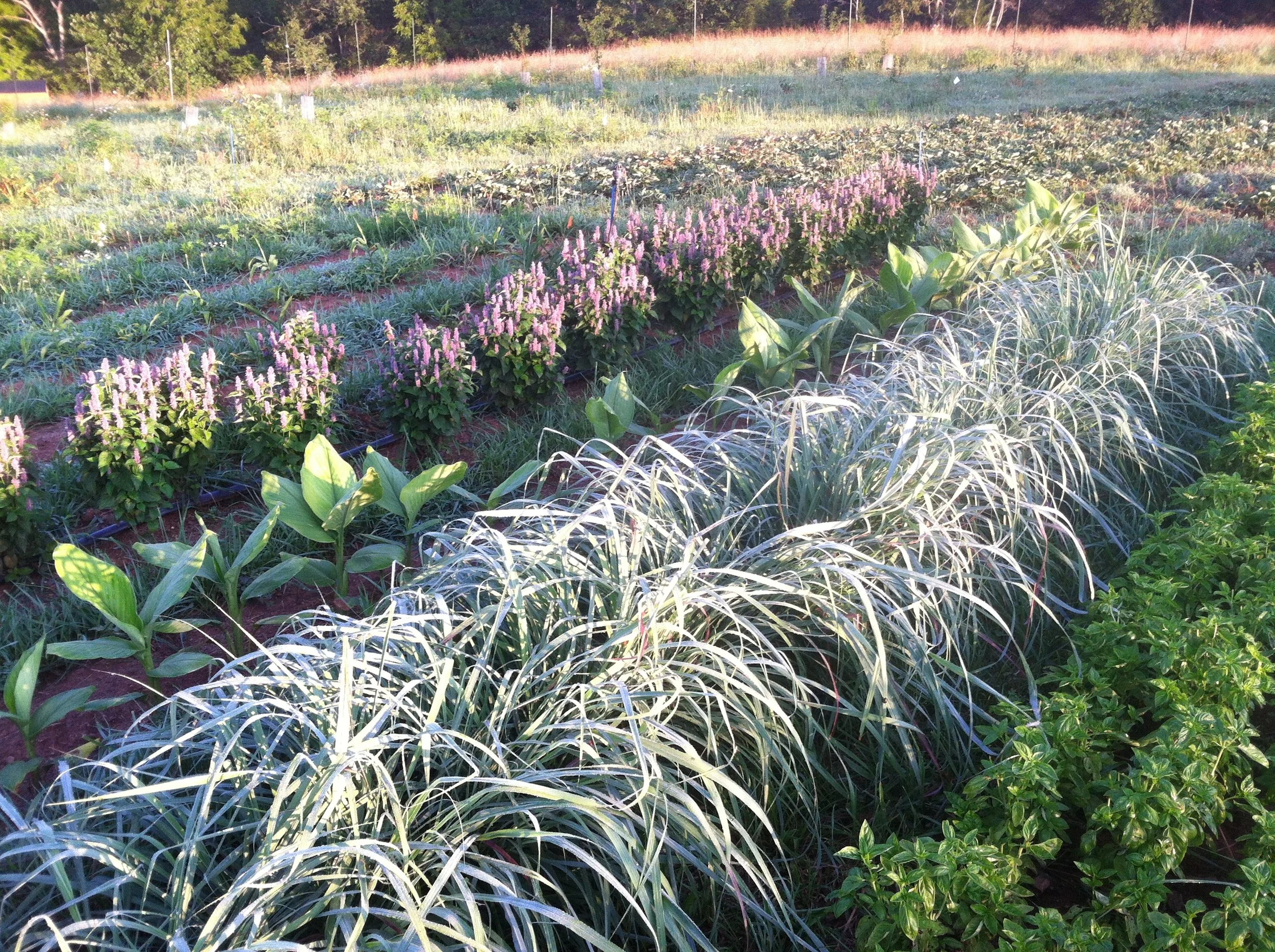 l-r update: Anise Hyssop, Turmeric, Lemongrass, and Italian Basil sizing-up, with a bit of morning dew.