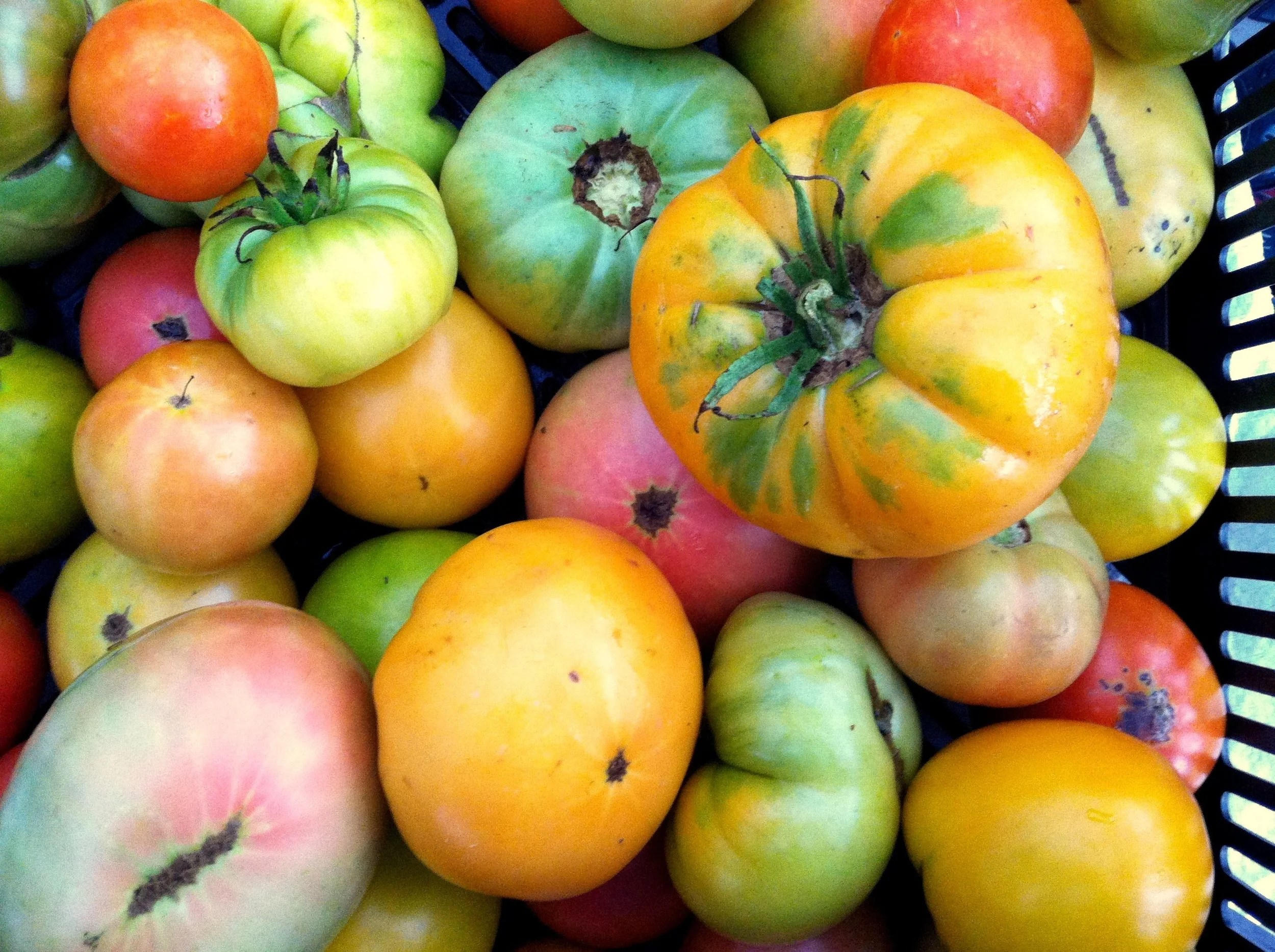 'Dr. Wyches' is the large orange in the foreground., one of the twenty different large tomatoes we have this year. The dentist Dr. John Wyche was part-owner of the Kelly Miller Circus, which over-wintered near his home in Hugo, Oklahoma. Come summer, he would spread elephant manure to grow his tomatoes, and lion and tiger dung to protect them. He called this one, 'Hot Yellow,' though I count it among the orange crowd, and it has since been renamed in his honor. It is nearly the same color as 'Kellogg's Breakfast,' though smaller, and a little less prone to disaster. Much shininess at the surface, here, but as with most things, the depth is so much richer.