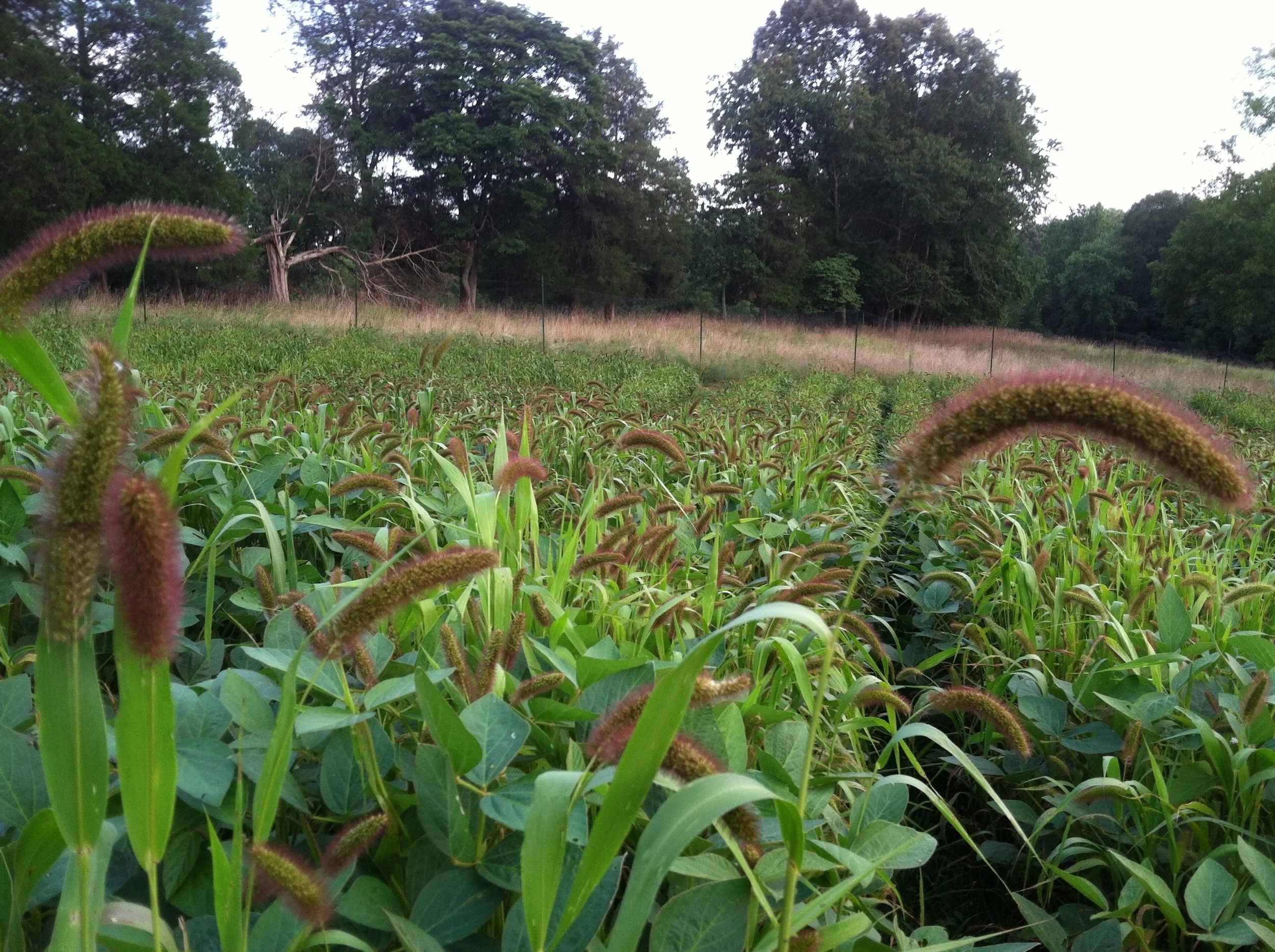 Foxtail Millet & Soybean at 11 weeks, just before rolling. This is how we start to turn old pasture clay into garden soil. The fall brassica -- broccoli, cabbage, kohlrabi, cauliflower, and kale -- will transplant into the mulch that it makes.