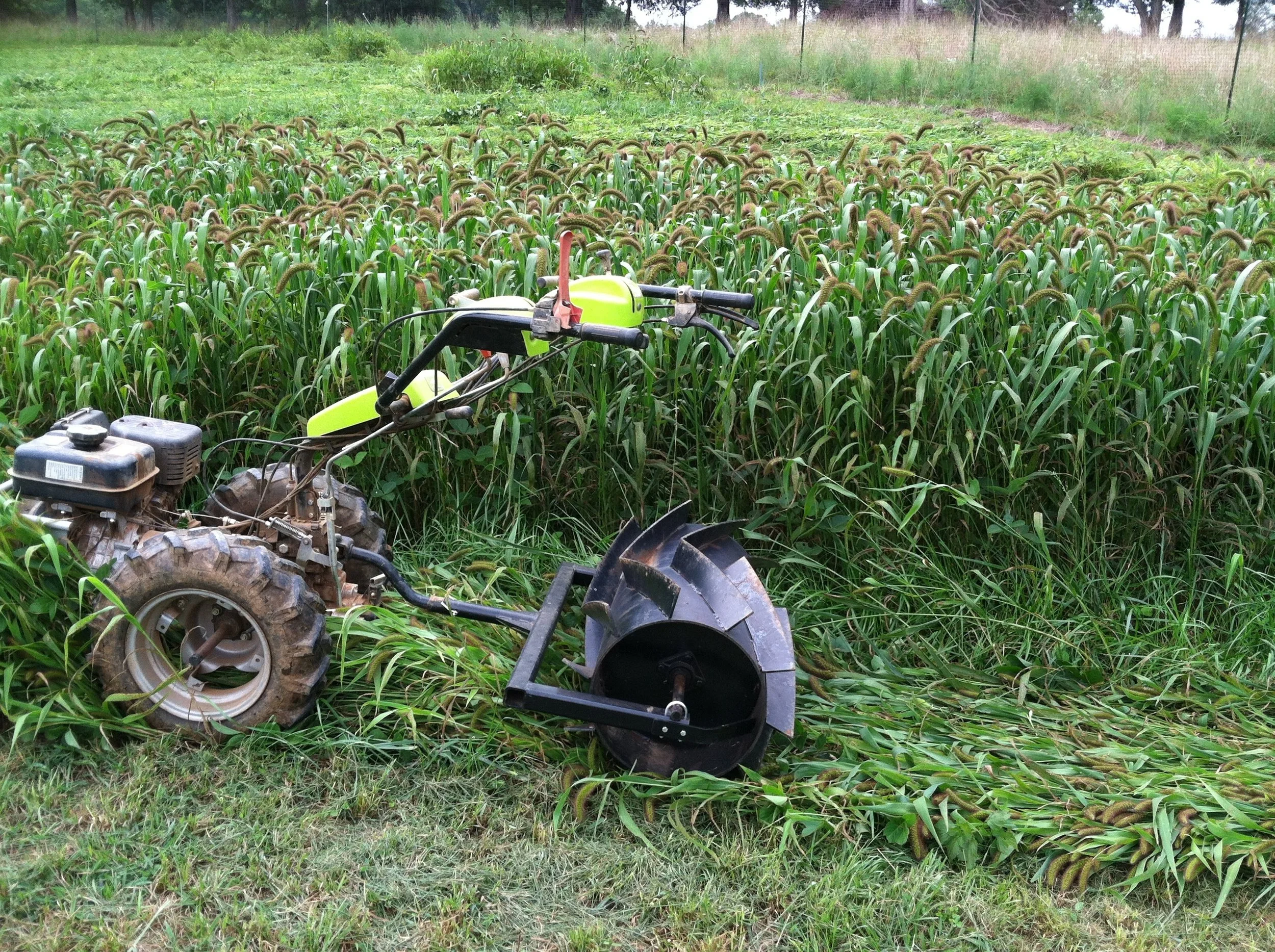 Roller-crimping the cover crop. I will add weights to the core of the crimper on the next go-round. A clear multi-crimp mark can be seen on some but by no means all of the crop as it now stands, err, lies.