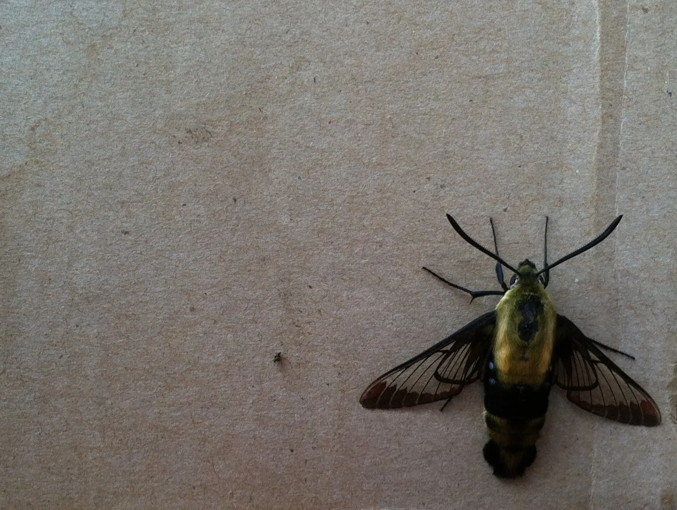 In a week like this one, it has been useful to see the little things. A bumblebee moth, for instance.