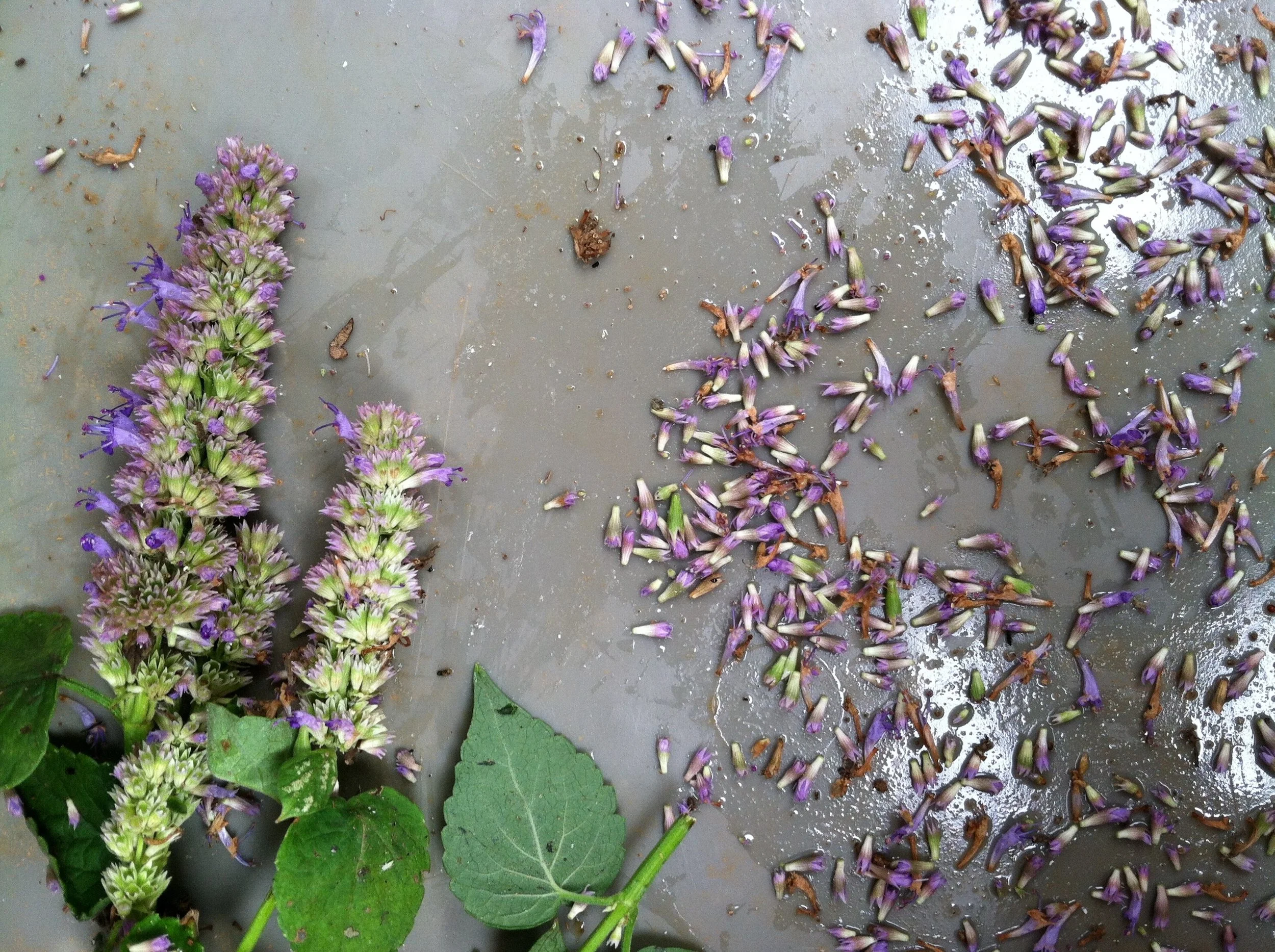 ... or the Anise Hyssop on the way to the herb drier.