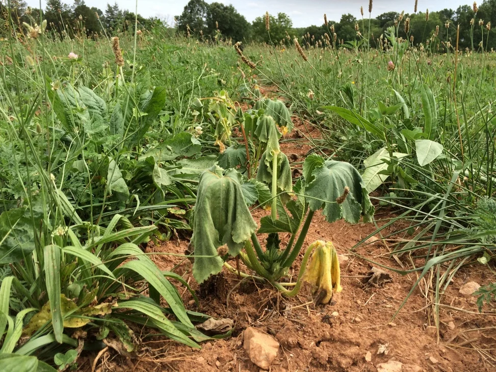 How dry has it been out there? The squash say, “Quite.”