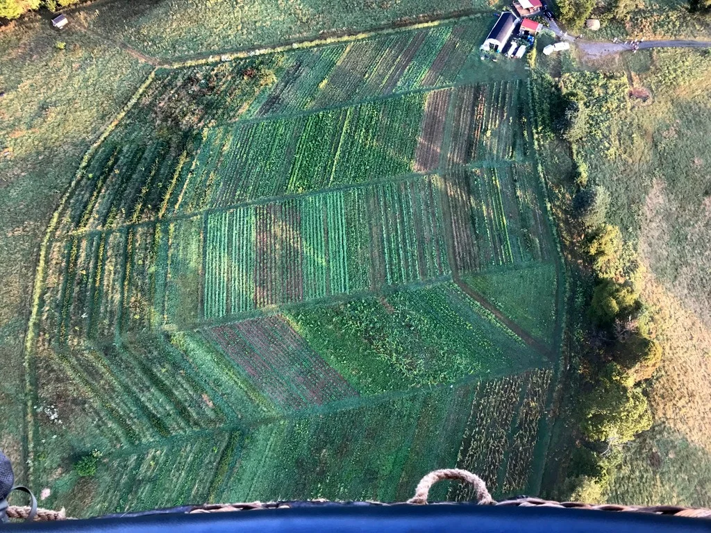 What stands out to me: The turmeric, chartreuse against its neighbors; the this-and-that-wayness of the field corn; the blue-green cover crops sandwiching the barely-there leafy greens; the asparagus, of course, ringing the farm; and, even, the physical-to-now-visual confirmation that it’s not all that tiny a tiny farm. Plus, the sunrise shadows. Oh, and also the friends and family milling in the parking area, or poking their nose through all the farm buildings. (Not to mention the crazy resolution of satellite cameras, orders of magnitude more distant than we were.)