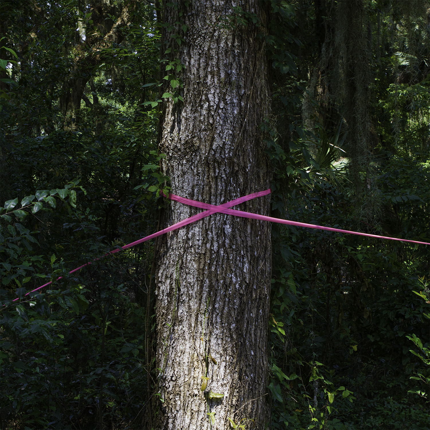 Pink.png