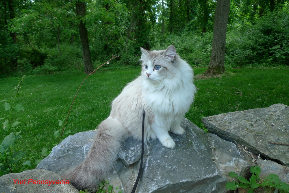 ForestWind Siberian Cat Breeder