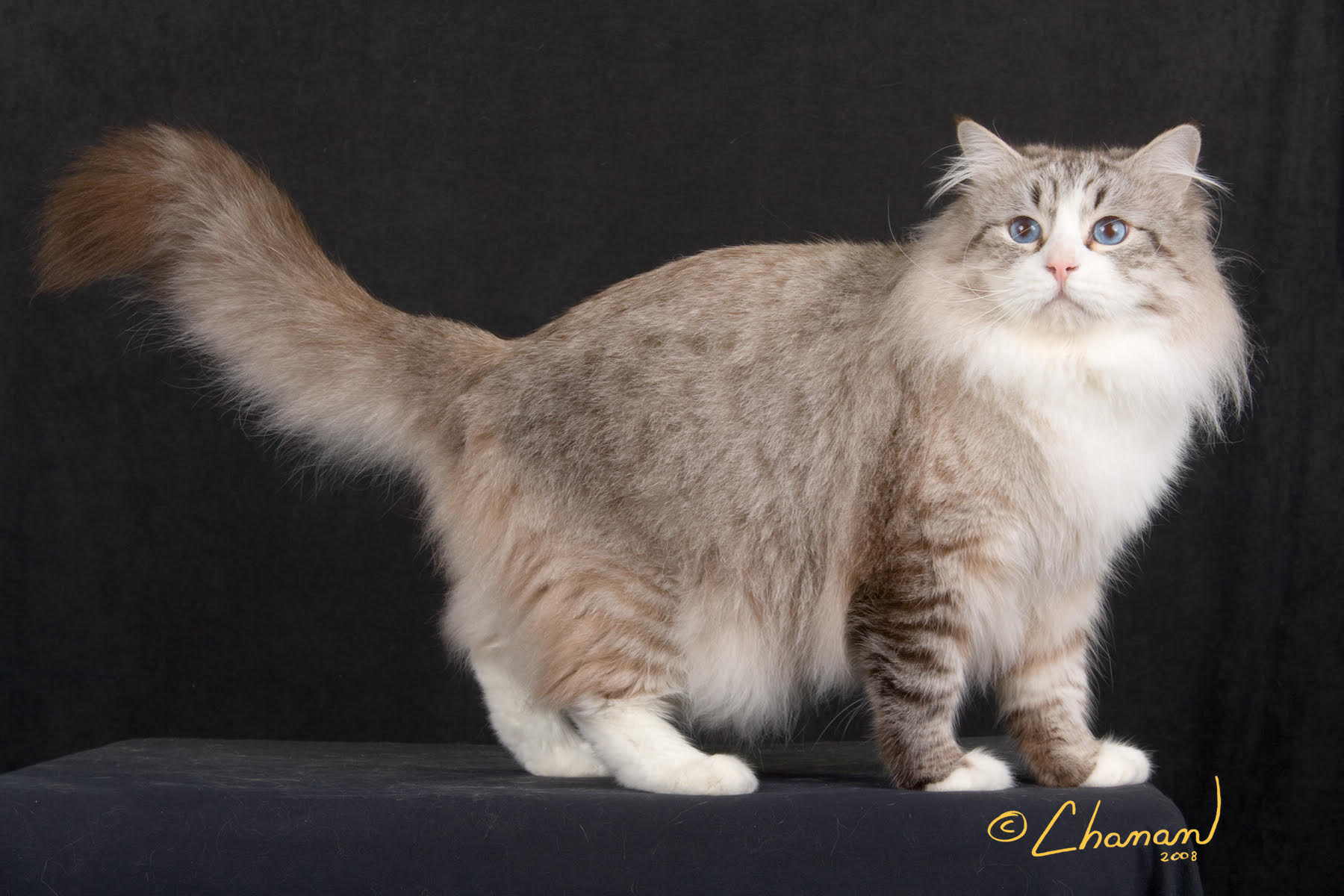 full grown siberian cat