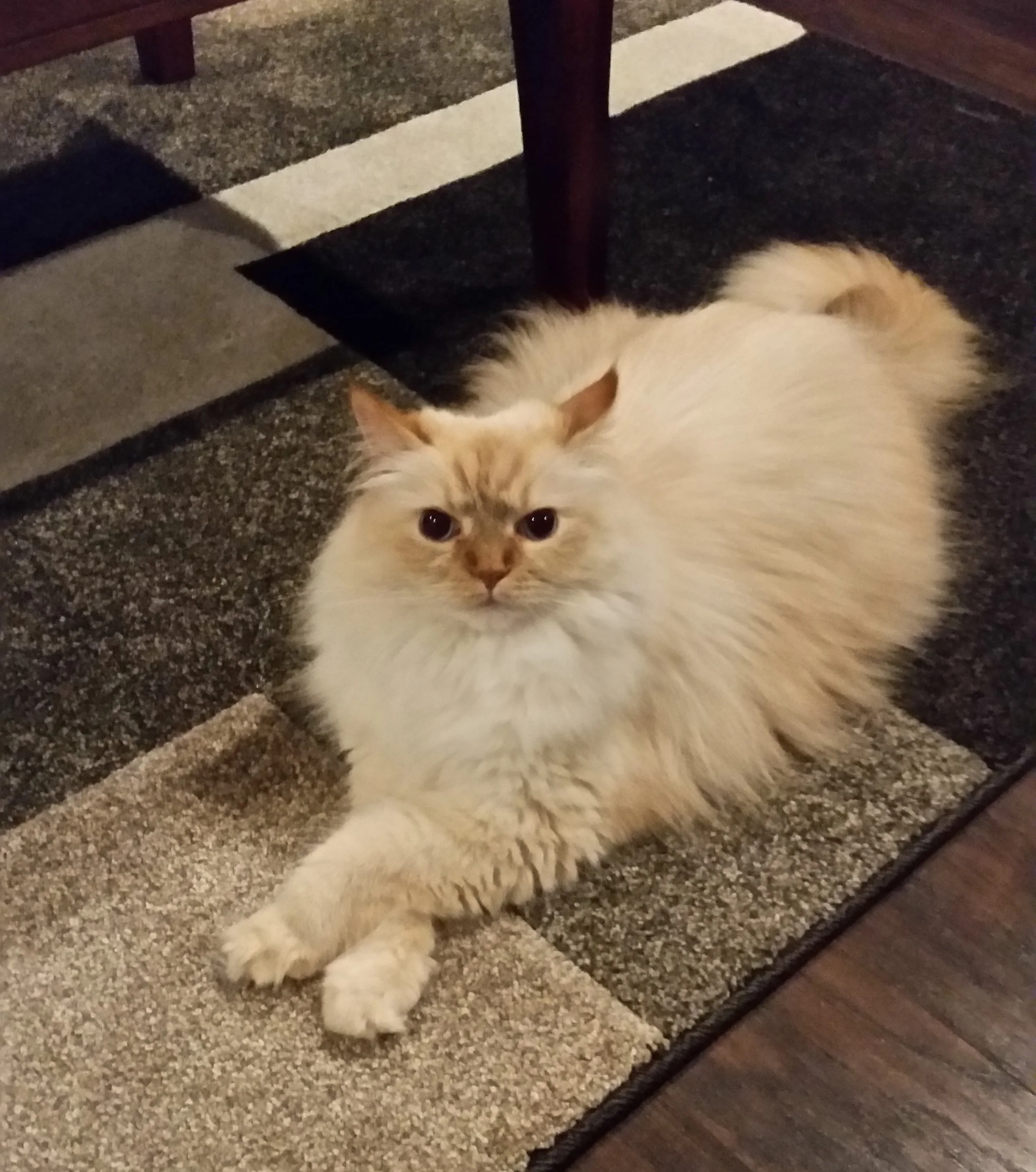 Winston