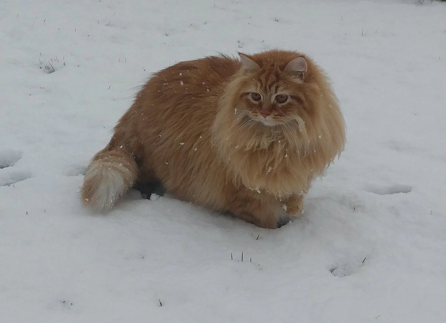 Tiberius