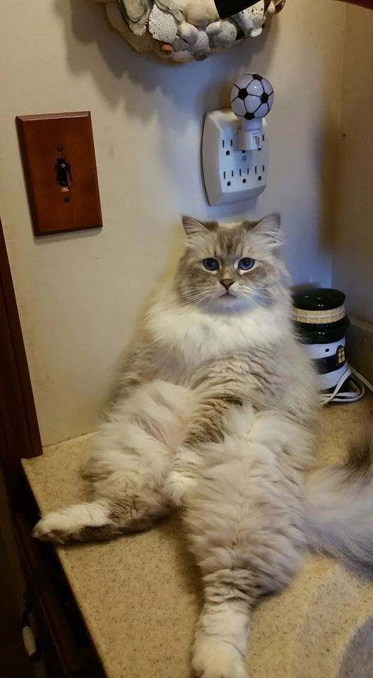 Sibeglazka boy.jpg