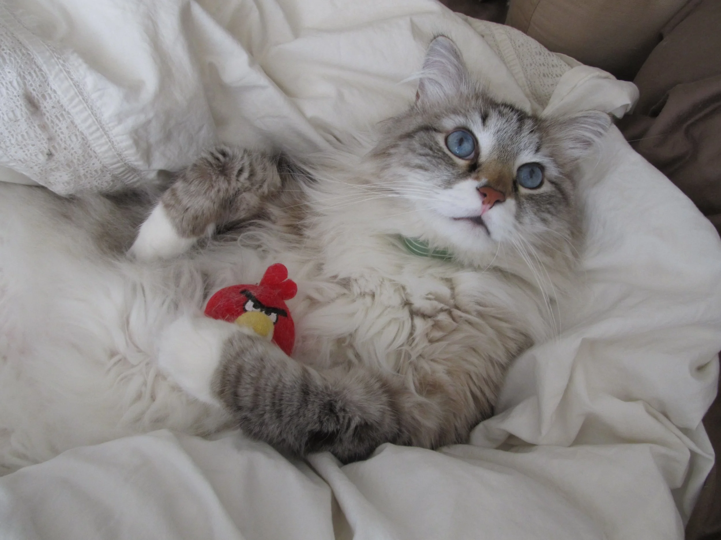 piccat.jpg