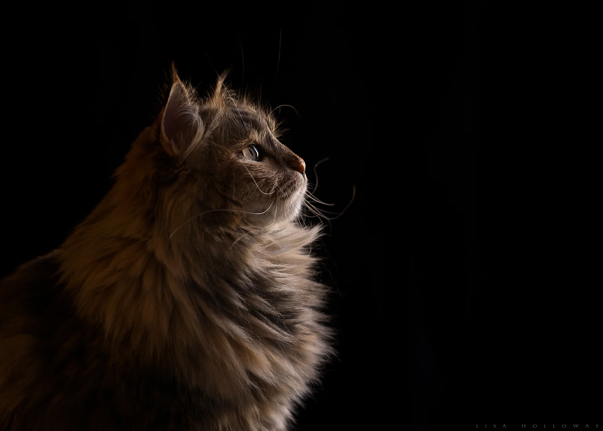 luna2018.jpg