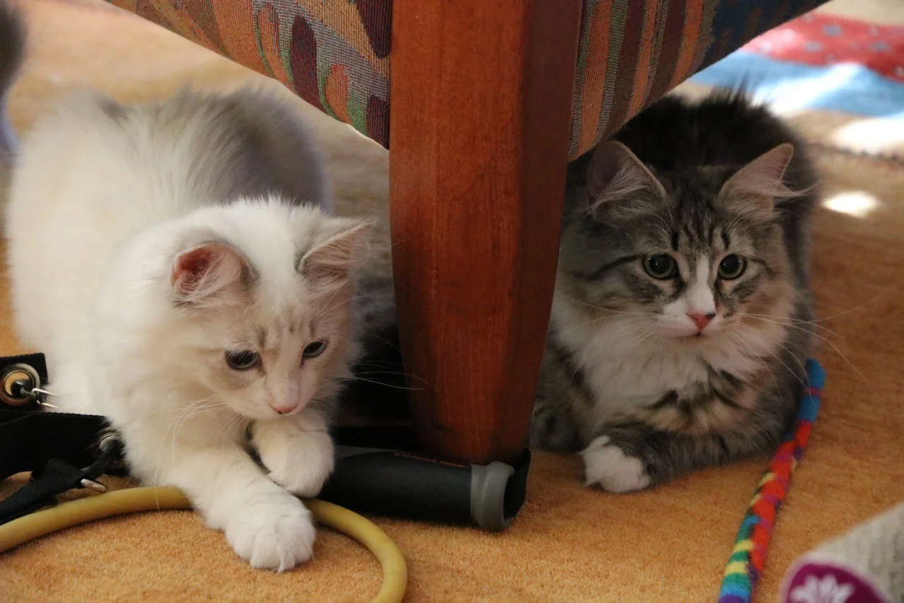 Toni and Sissi.jpg