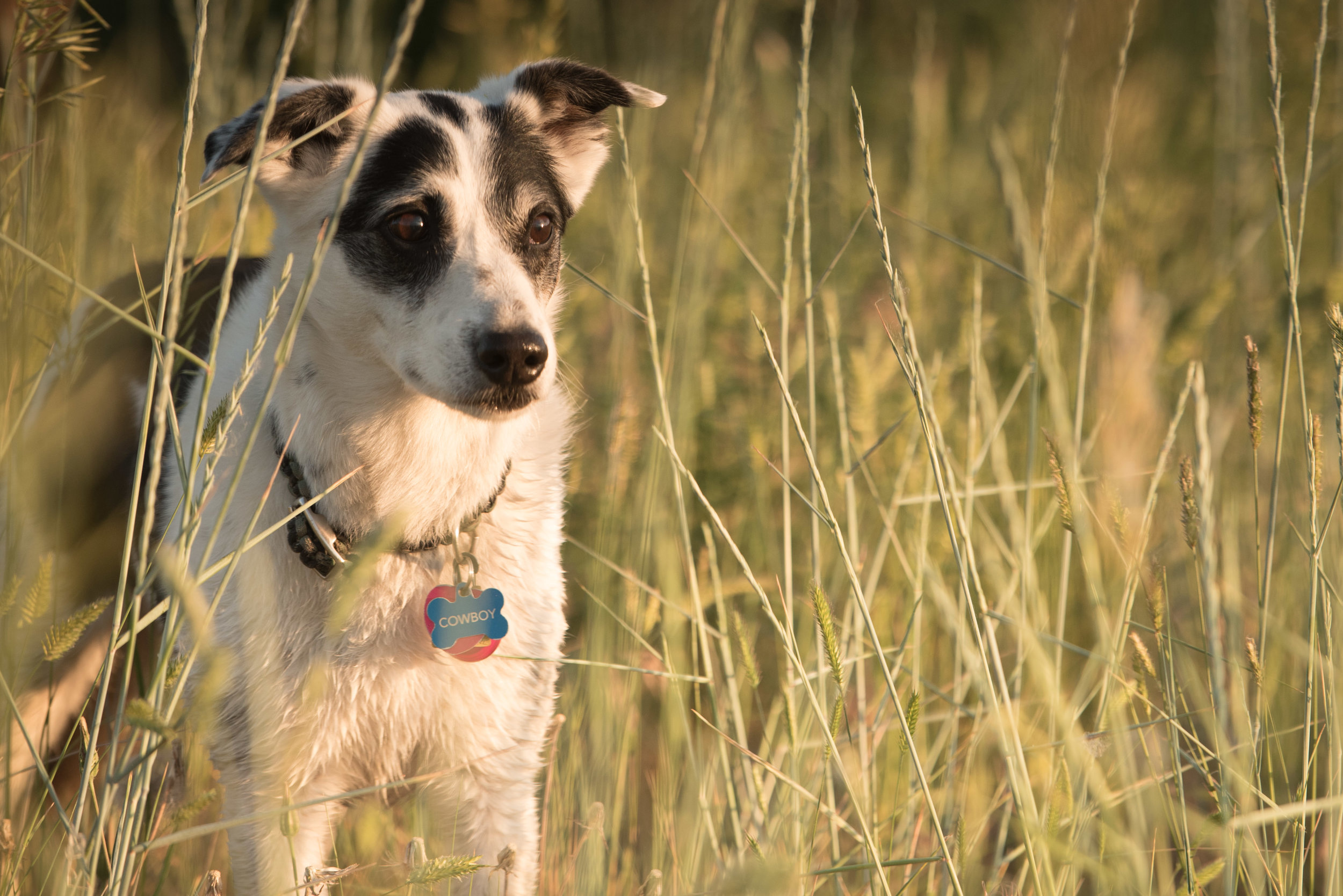 boulder pet dog photography