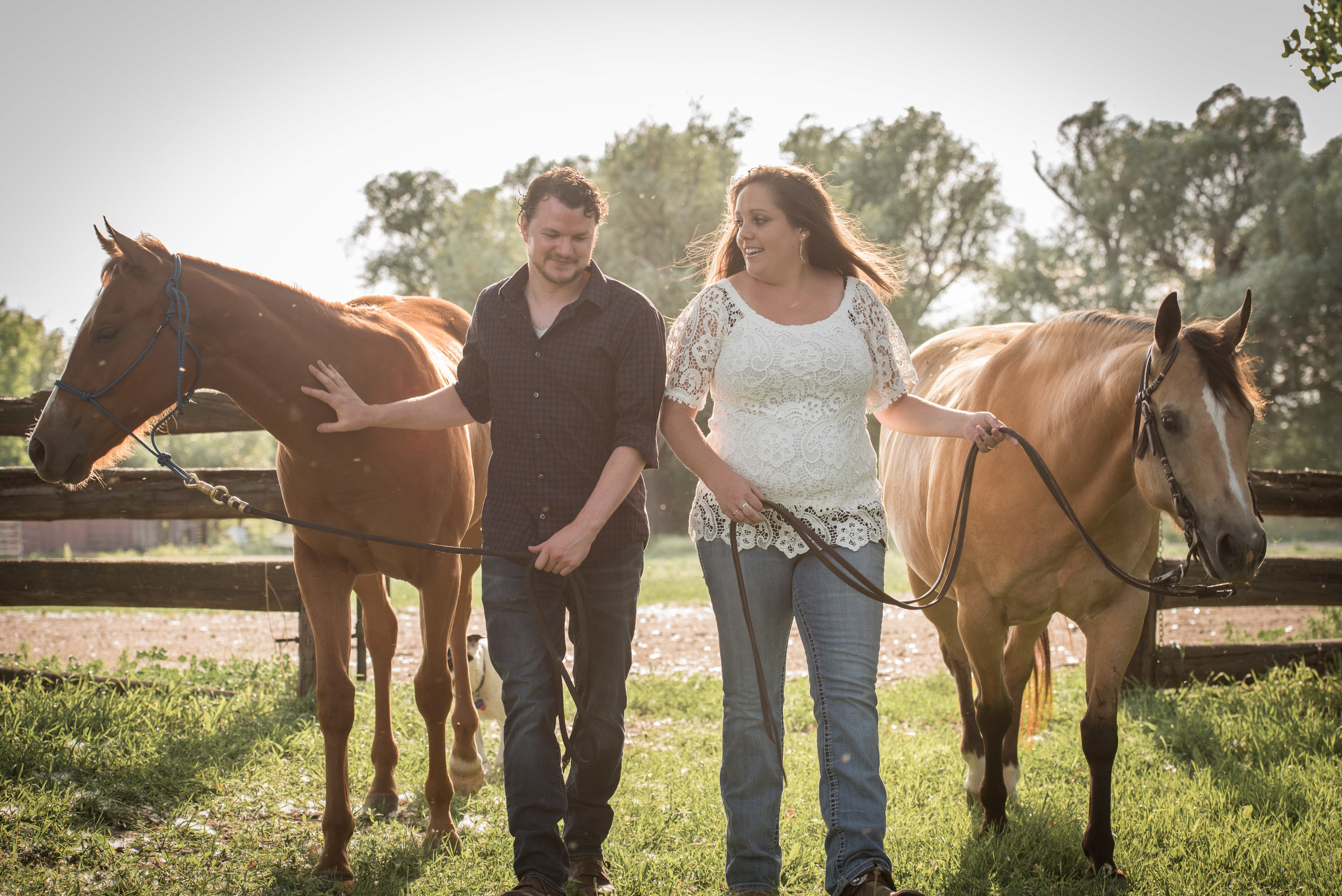 boulder pet photography horses