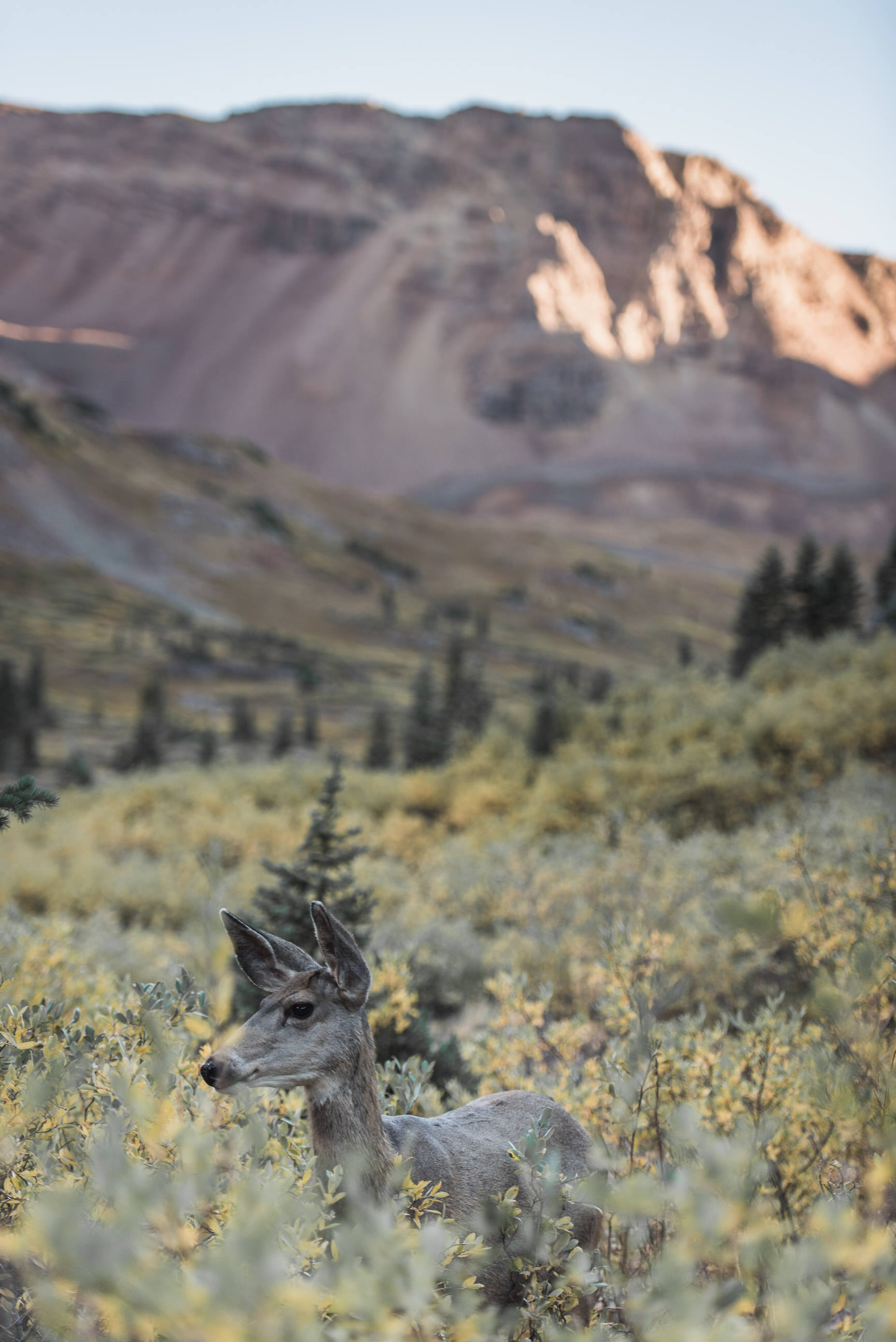 four pass loop fall colors backpacking aspen boulder photographers