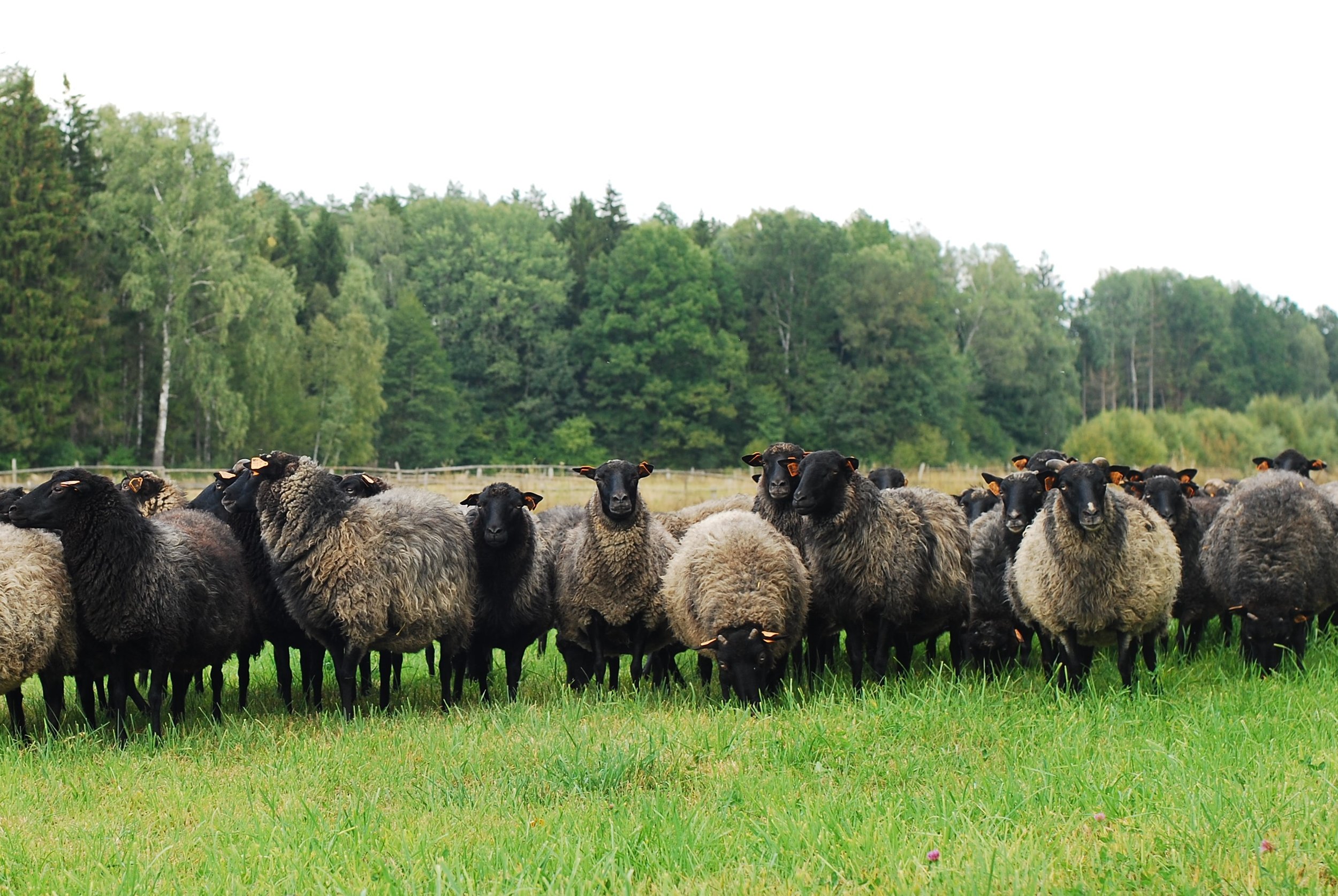 Janow sheep.JPG