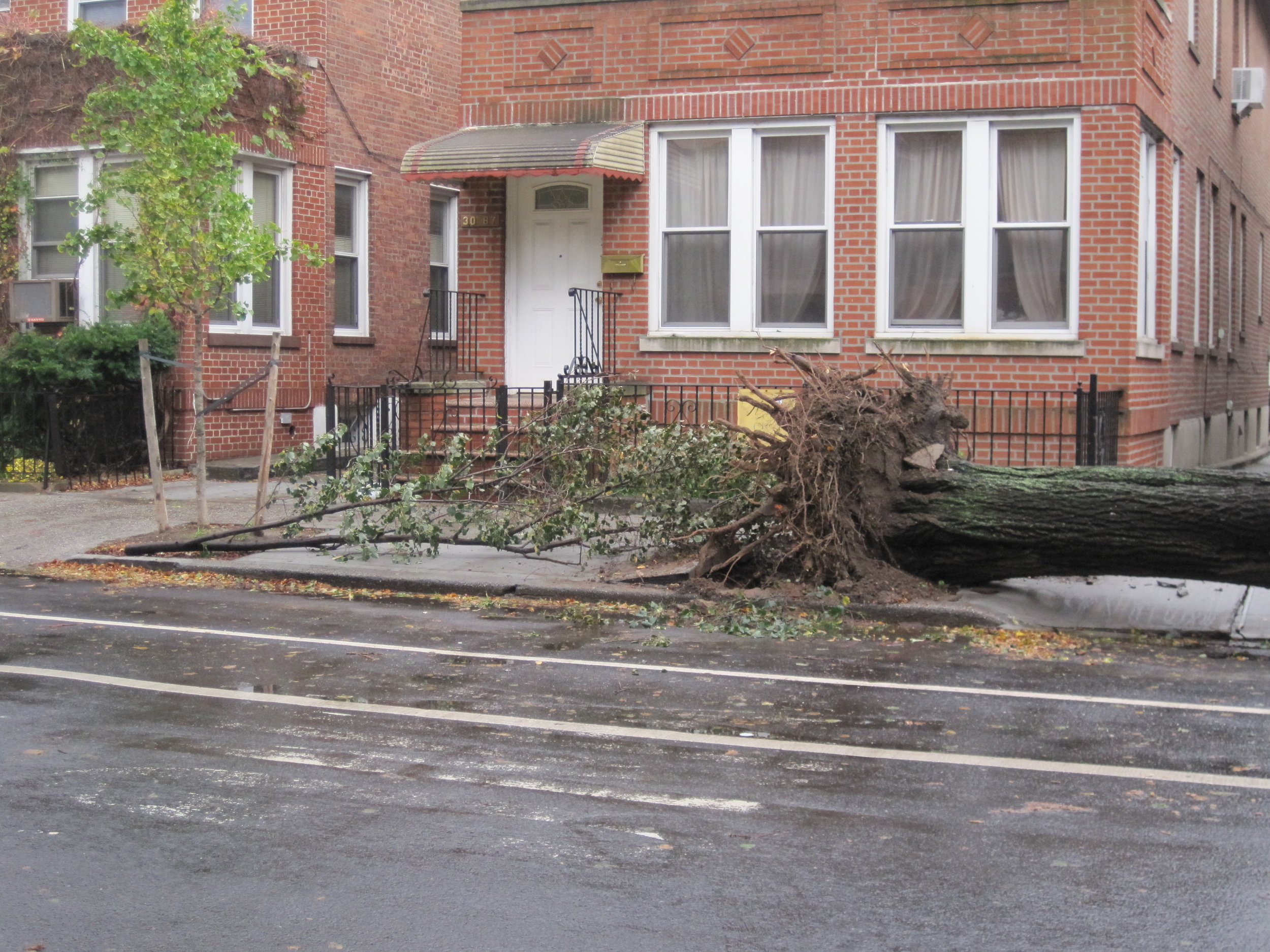 Astoria Tree Down, After Sandy