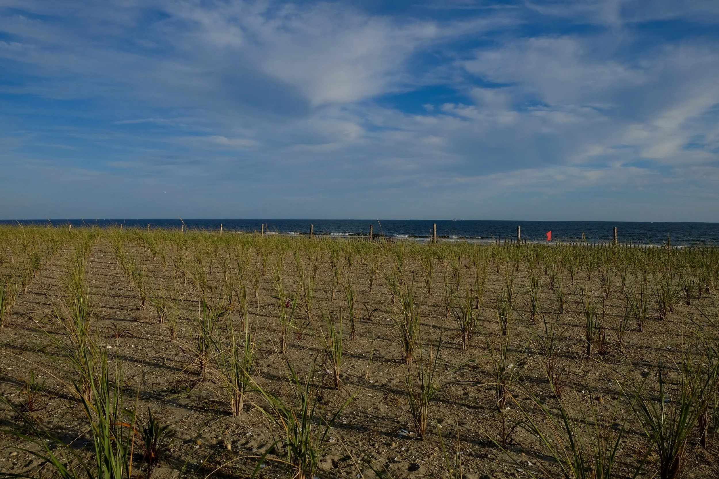 Rockaway Sea Grasses